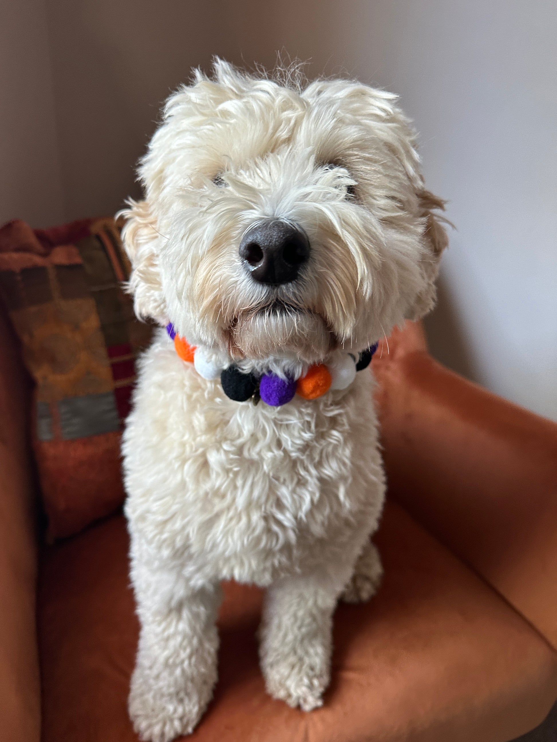 A fluffy white dog is sitting on an orange chair with a neutral expression. The dog is wearing the PomPom Pet Collar - Halloween from Crafts by Kate, featuring round pom-poms in black, purple, white, and orange. The background shows a corner with soft lighting.