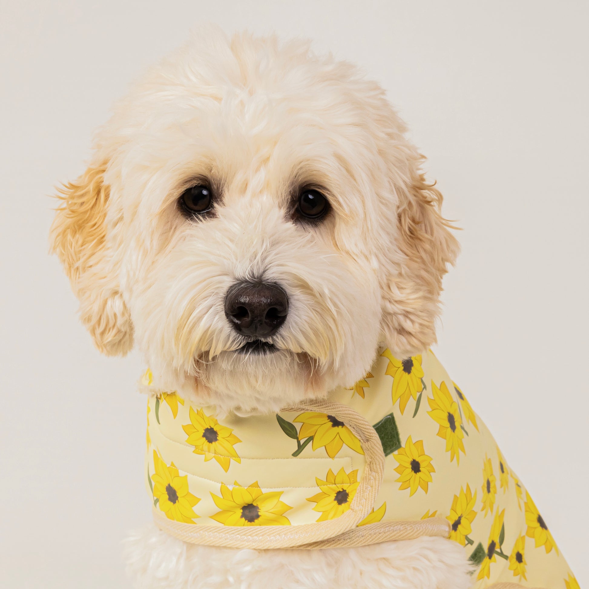 A cream-colored dog in a Sunflower Fields Pet Raincoat by Crafts by Kate sits against a light background, yellow sunflower-patterned fabric and cozy Sherpa fleece lining visible beneath a custom harness hole for both style and comfort.