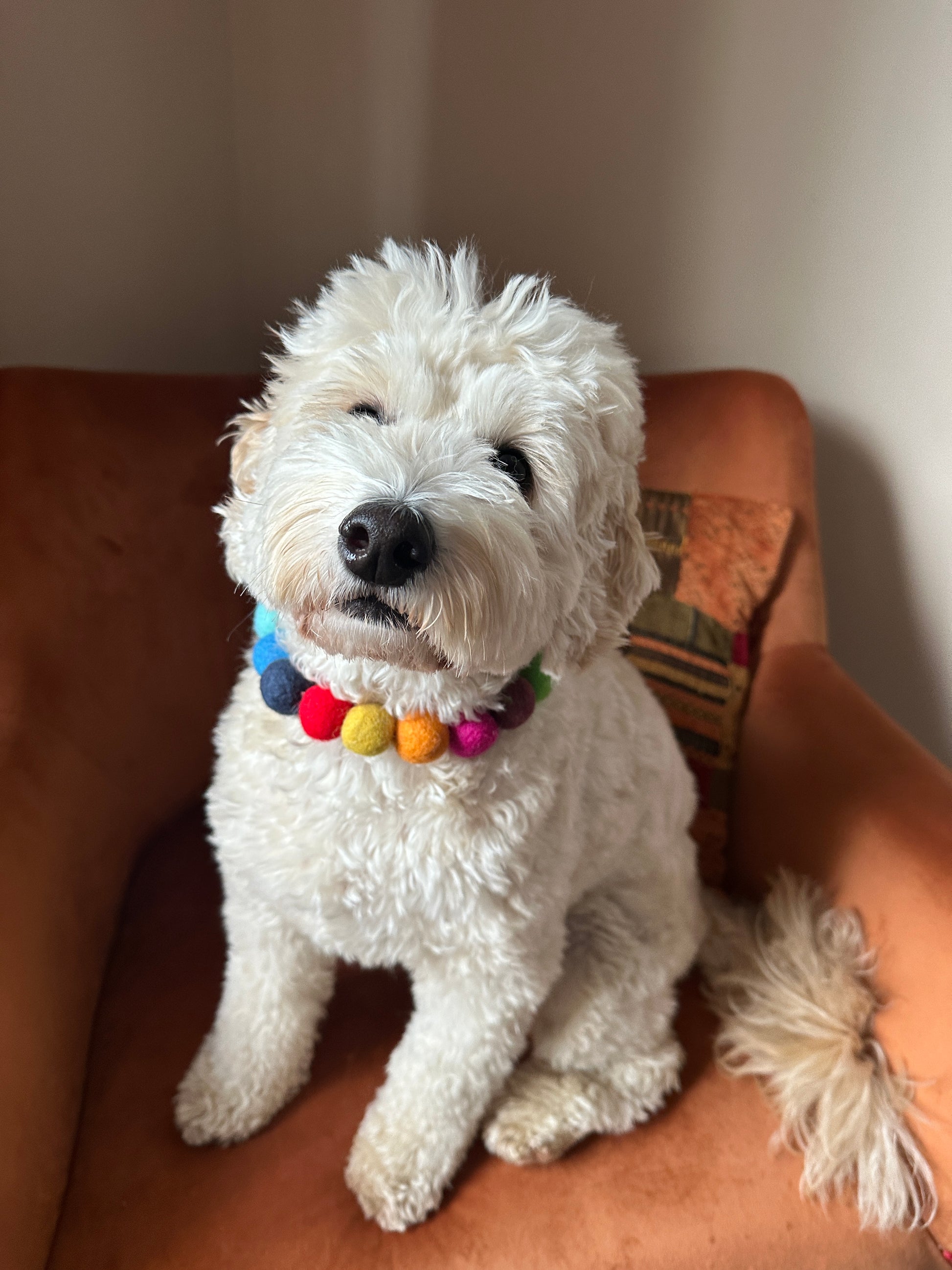 A fluffy white dog wearing the PomPom Pet Collar - Rainbow by Crafts by Kate sits on an orange chair, gazing upwards with a relaxed expression. The cozy setting includes a soft pillow in the background, subtly highlighting LGBTIQA+ support with its colorful charm.