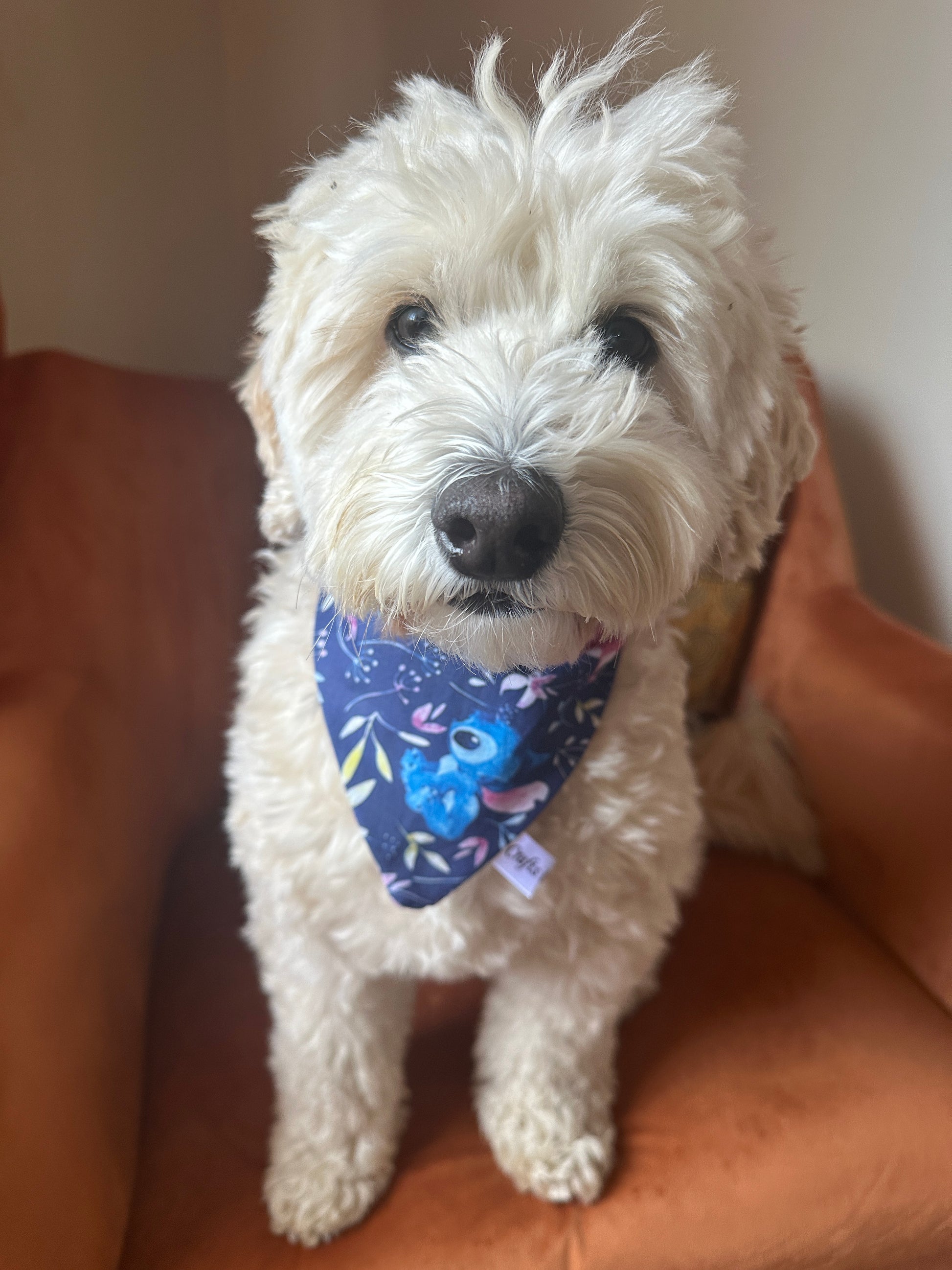 A fluffy white dog sits on an orange chair, proudly wearing a Cotton Pet Scrunchie Bandana - Stitch Obsession from Crafts by Kate, featuring Disney's Stitch, and gazes directly at the camera.