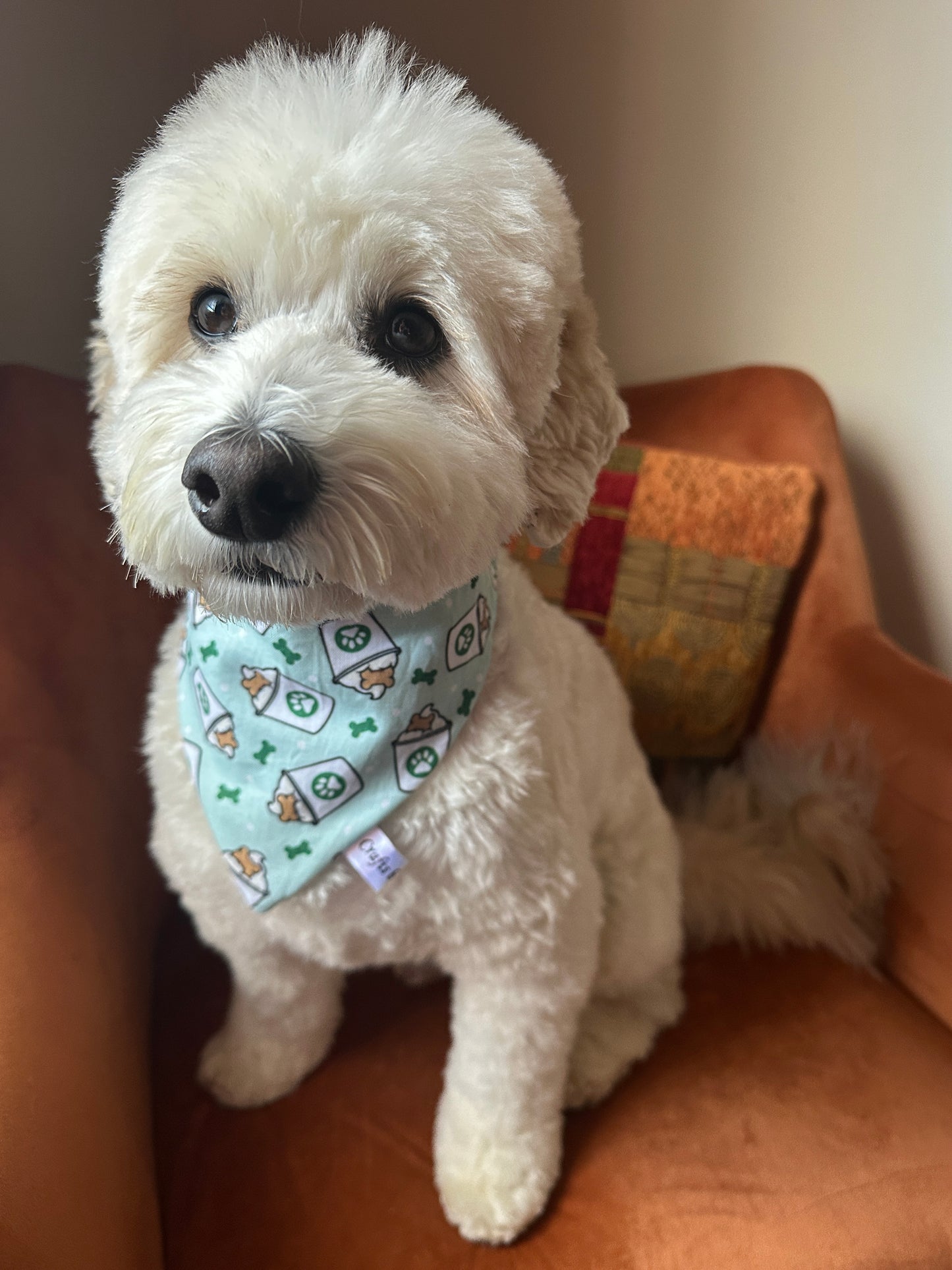 Cotton Pet Scrunchie Bandana - Pupcups