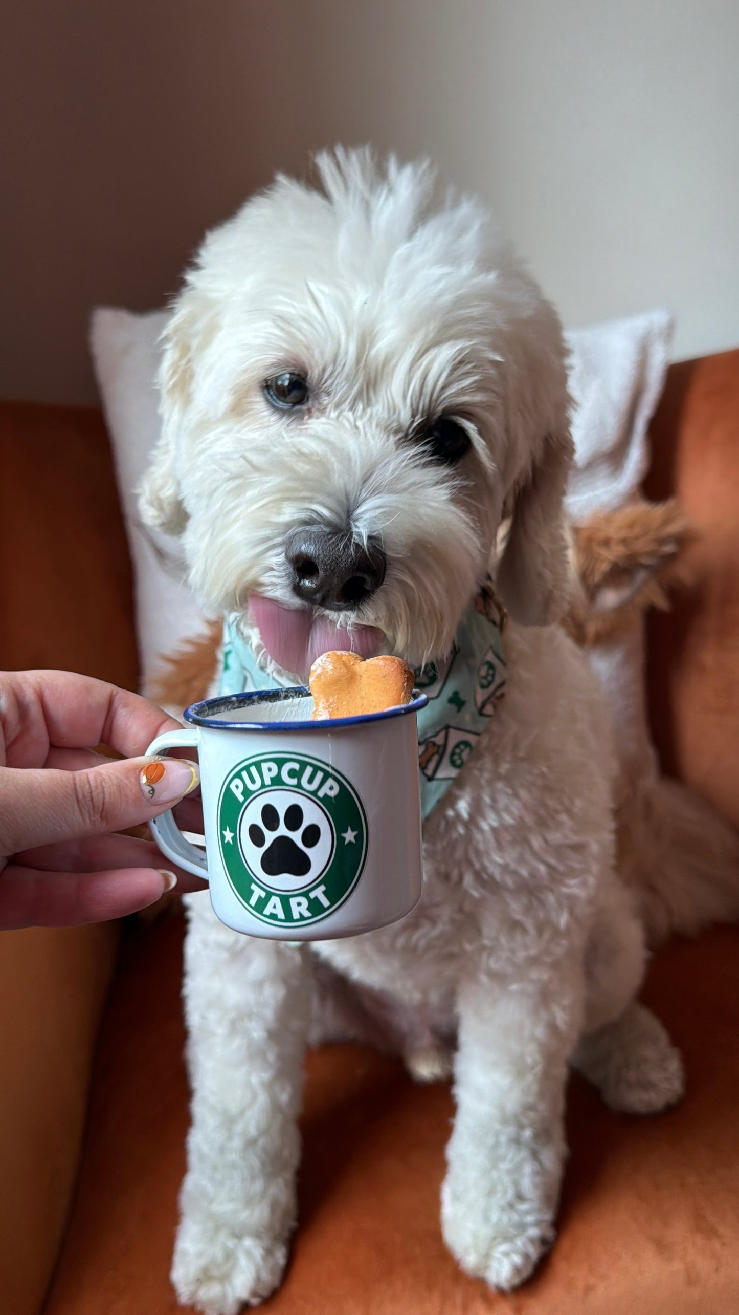 Pupcup Cups