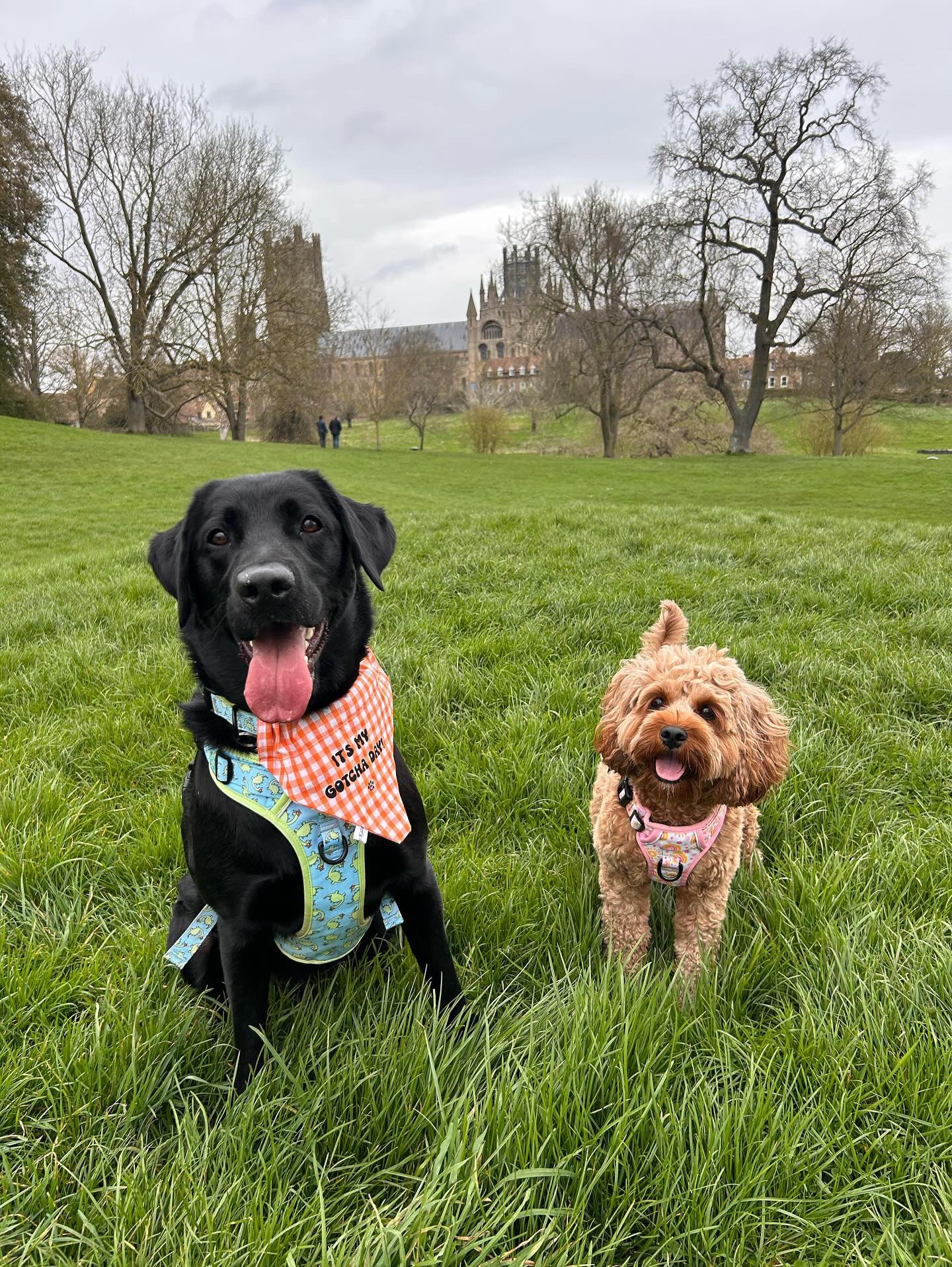 Cotton Pet Bandana with collar attachment - Gotcha Day!