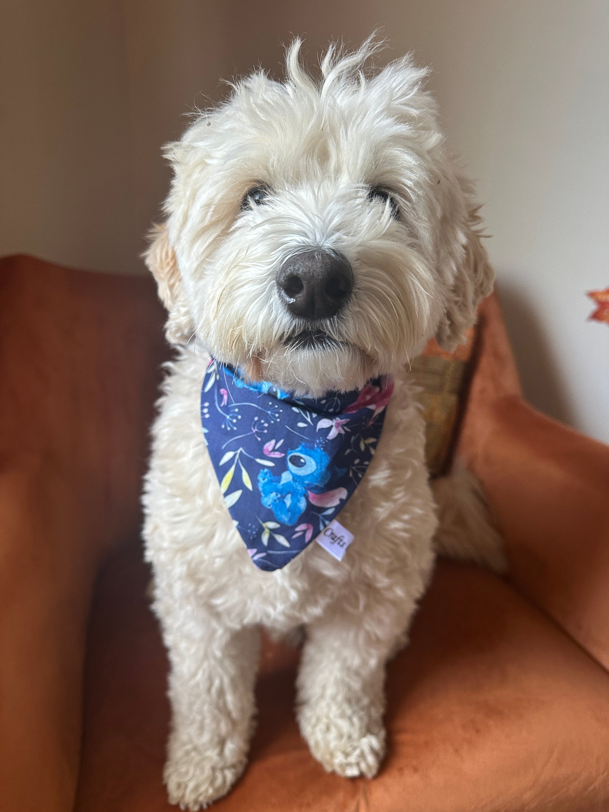 A fluffy white dog with a curly coat sits on an orange chair, sporting the Cotton Pet Scrunchie Bandana by Crafts by Kate with colorful floral patterns. Its dark eyes glisten and its black nose adds charm to the softly lit background.
