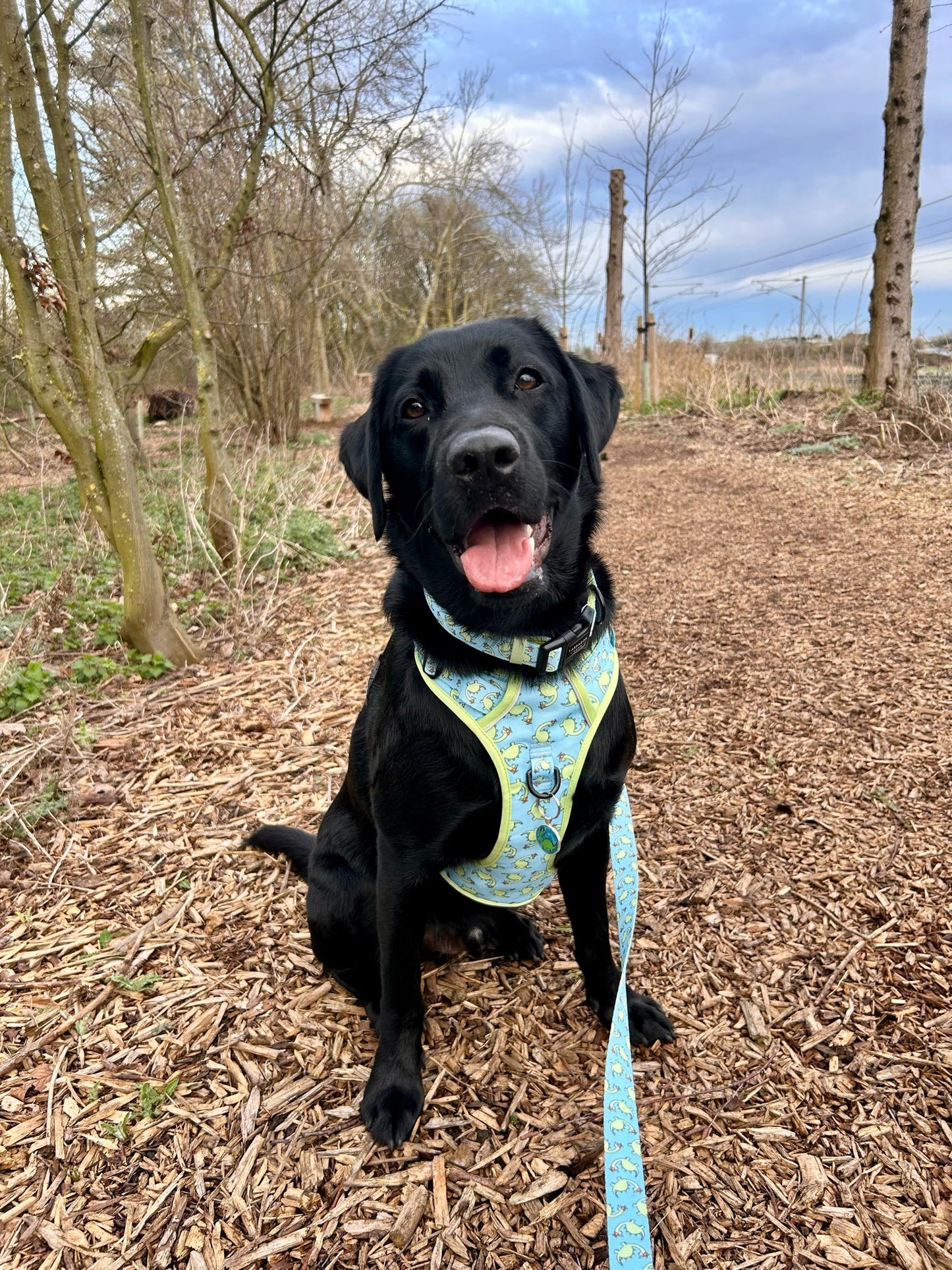 Bailey - Explorer Harness