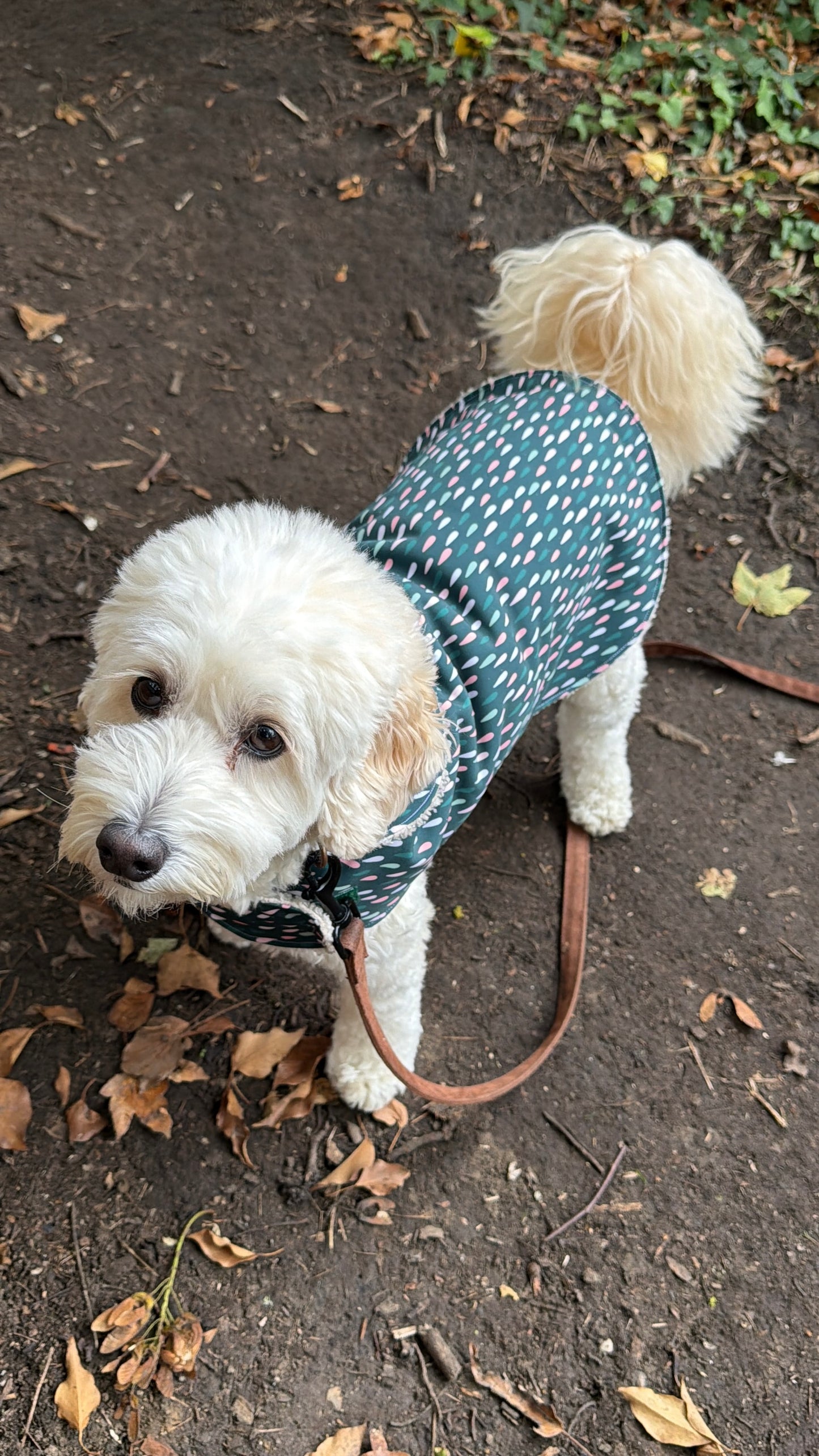 Raindrop Pet Raincoat