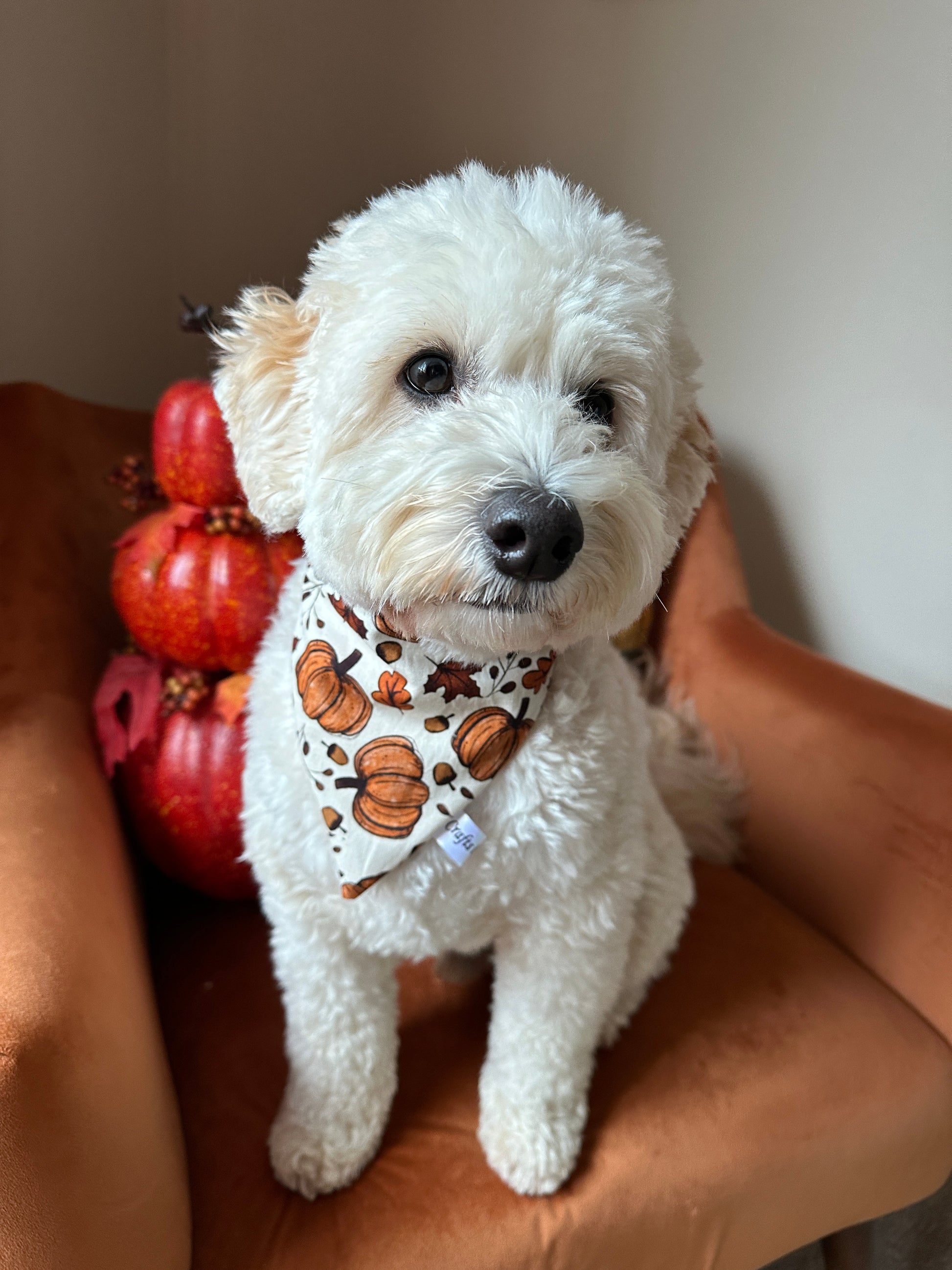 A fluffy white dog wearing the Cotton Pet Scrunchie Bandana – Cottage Core Pumpkins from Crafts by Kate sits on an orange chair. In the background, decorative pumpkins are stacked together, creating a cozy autumn atmosphere.