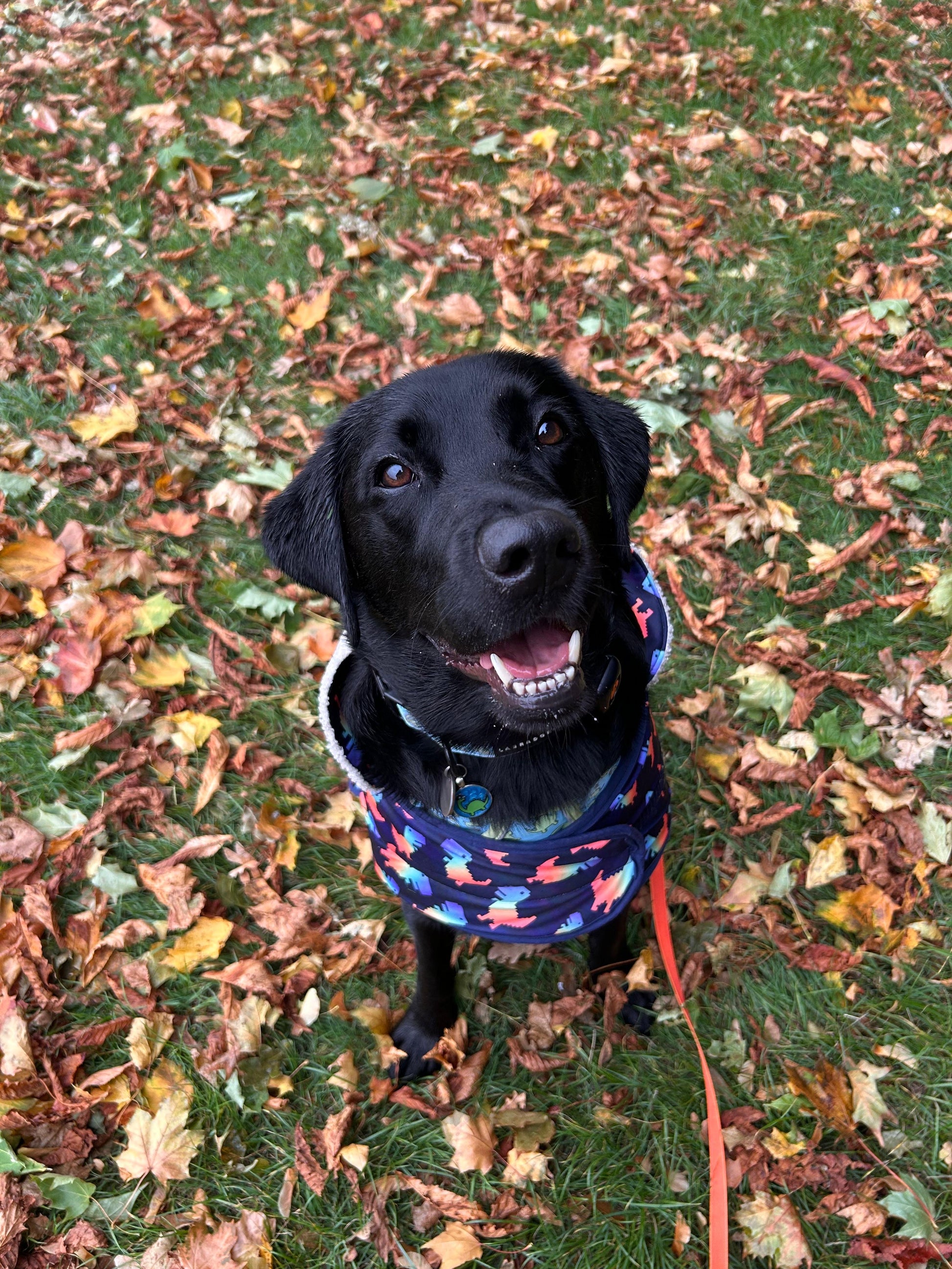 A black dog sits on autumn leaves, looking up happily at the camera while wearing a Crafts by Kate Rainbow Dinosaur Pet Raincoat with a custom harness hole. An orange leash is attached to its collar.