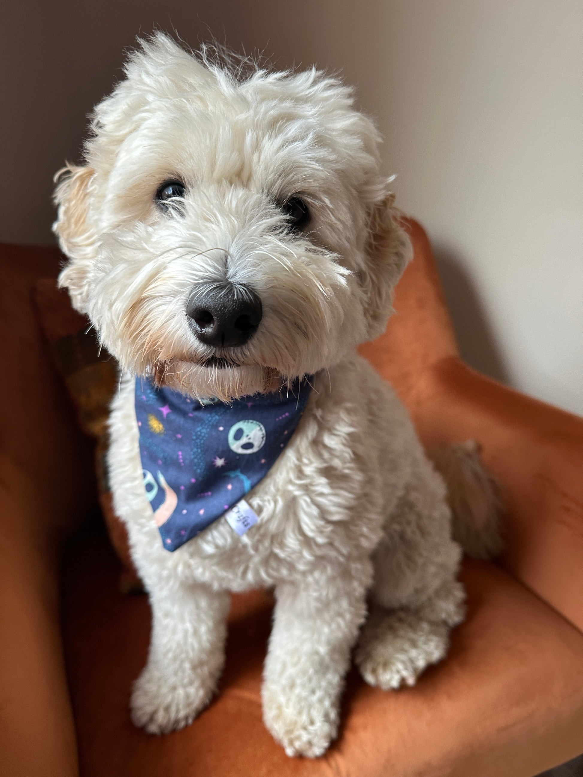 A fluffy white dog with curly fur sits on an orange chair, wearing a stylish Cotton Pet Scrunchie Bandana - Jack Skeleton by Crafts by Kate. The background is blurred, ensuring all attention is on the adorable pup.