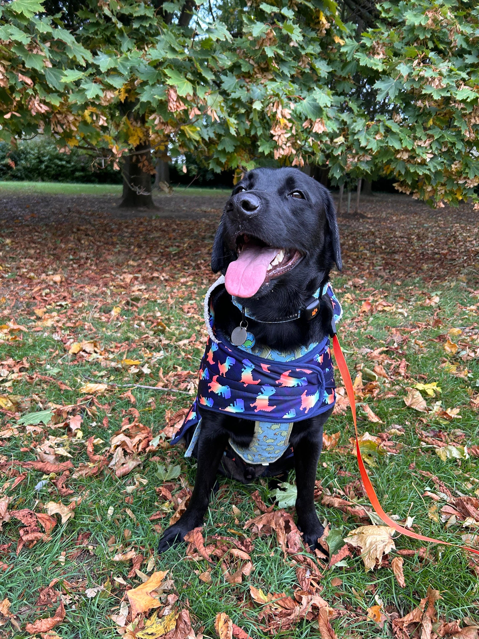 A black Labrador wearing a Crafts by Kate Rainbow Dinosaur Pet Raincoat sits on grass with autumn leaves, looking up with its tongue out. Behind the dog are green and orange-leaved trees, and an orange leash is attached to its collar.