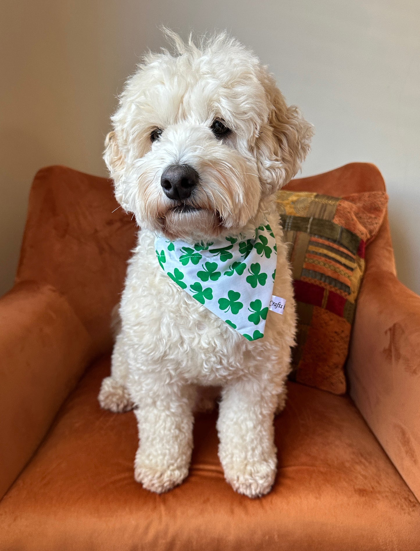 A fluffy white dog with curly fur sits on an orange chair, wearing a Crafts by Kate Cotton Pet Bandana with Collar Attachment - Clover. A colorful cushion is placed behind the dog, adding to the cozy scene against a plain light-colored wall.