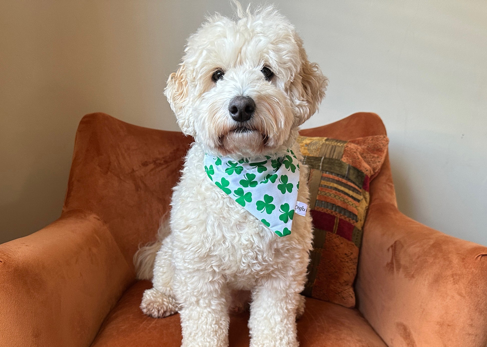 A fluffy white dog is sitting on an orange armchair, proudly sporting a Crafts by Kate Cotton Pet Bandana with collar attachment - Clover, adorned with green shamrocks. Behind the dog, there is a multi-colored cushion, set against a plain, light-colored wall.