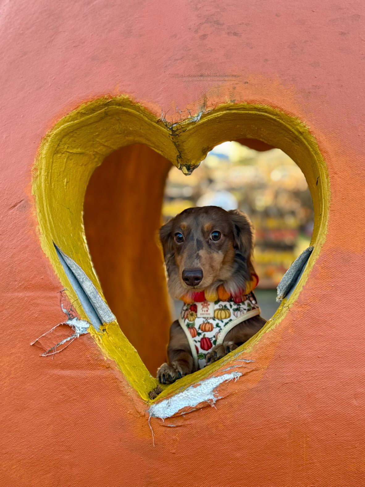 A dachshund wearing the Crafts by Kate PomPom Pet Collar - Pumpkin vibes sits inside a large orange structure with a heart-shaped cutout, gazing out through the opening. The background is blurred.