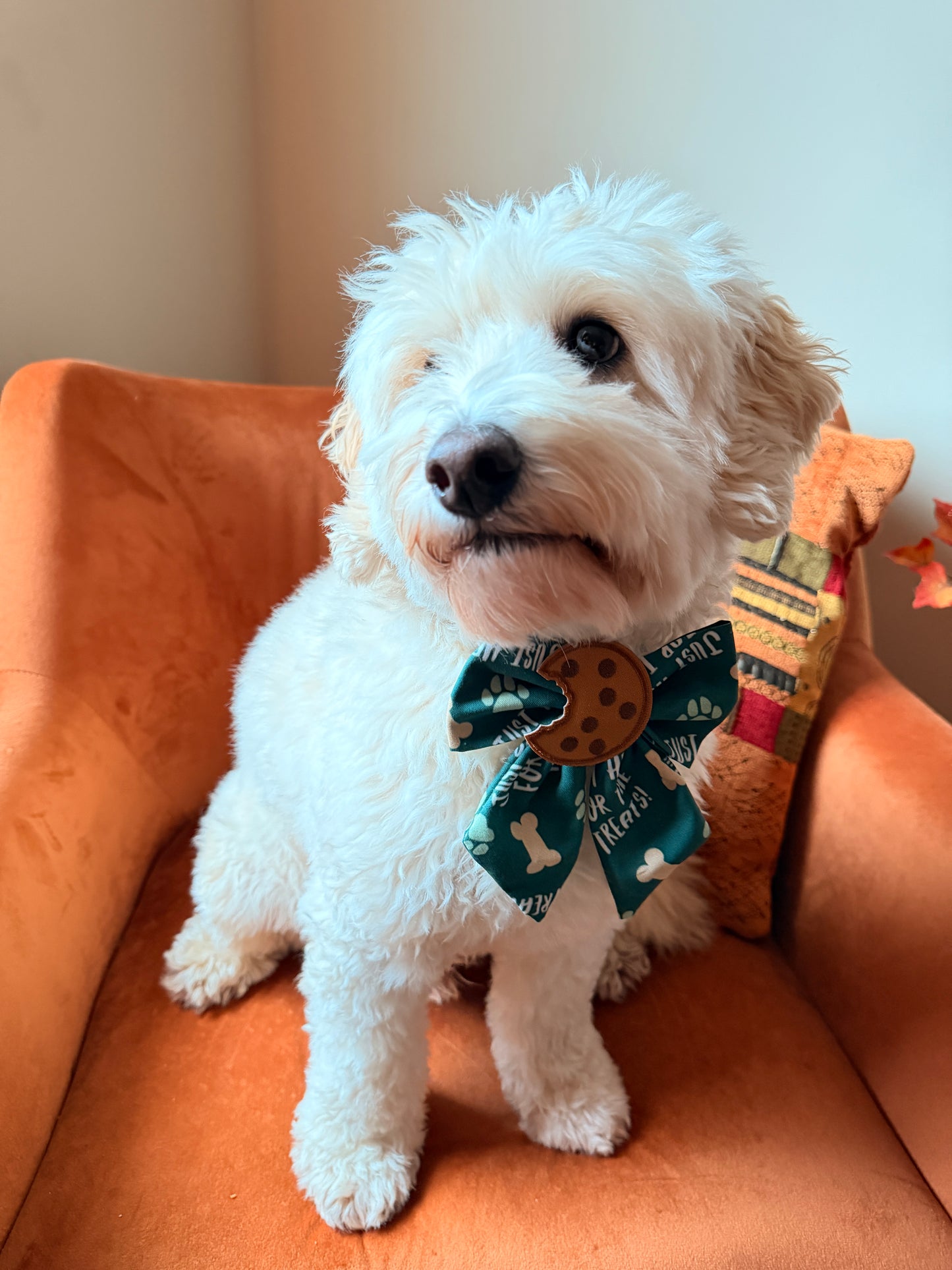 Pet Sailor Bows - Here for the treats