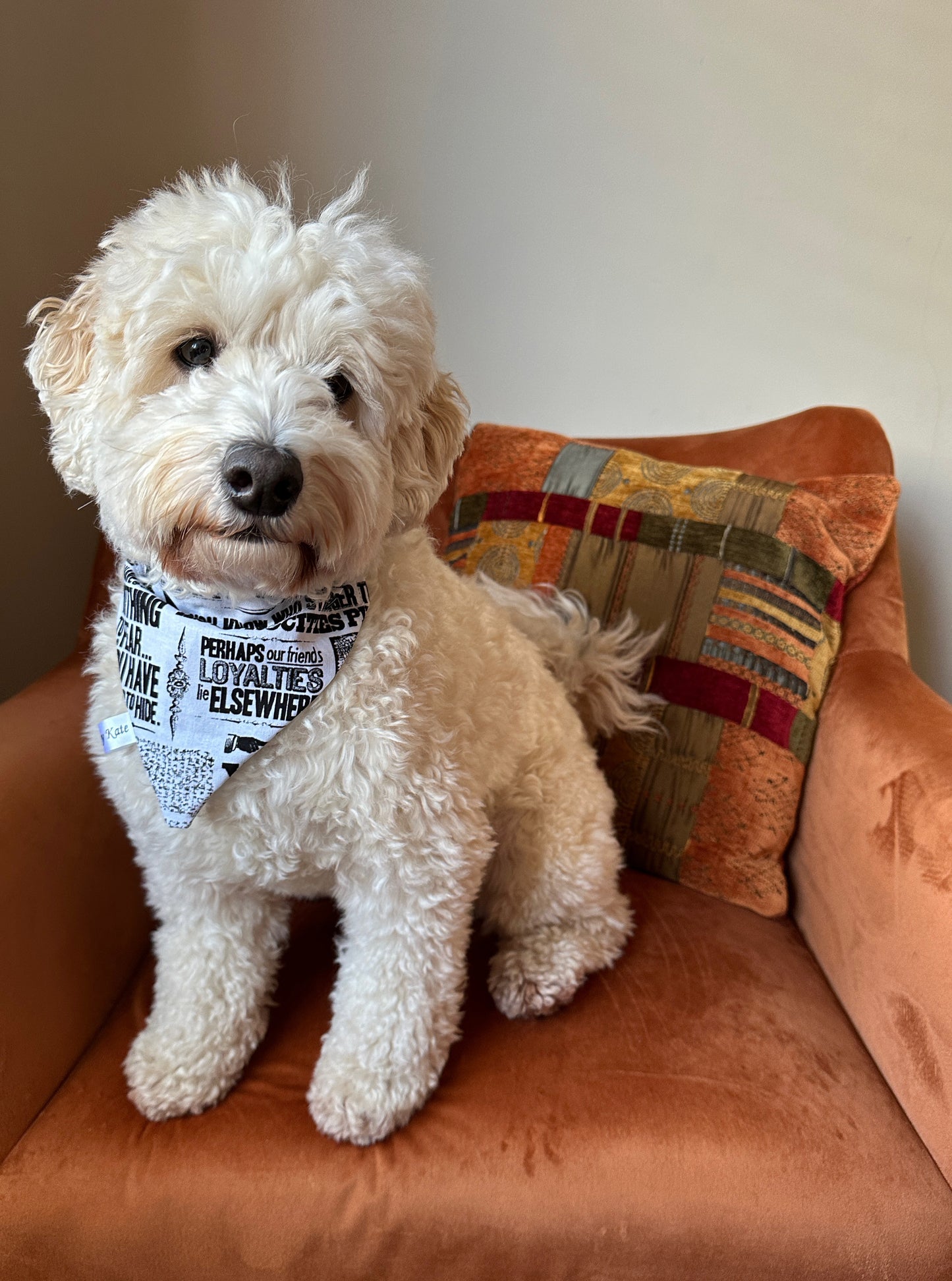 Cotton Pet Bandana with collar attachment - Daily Prophet