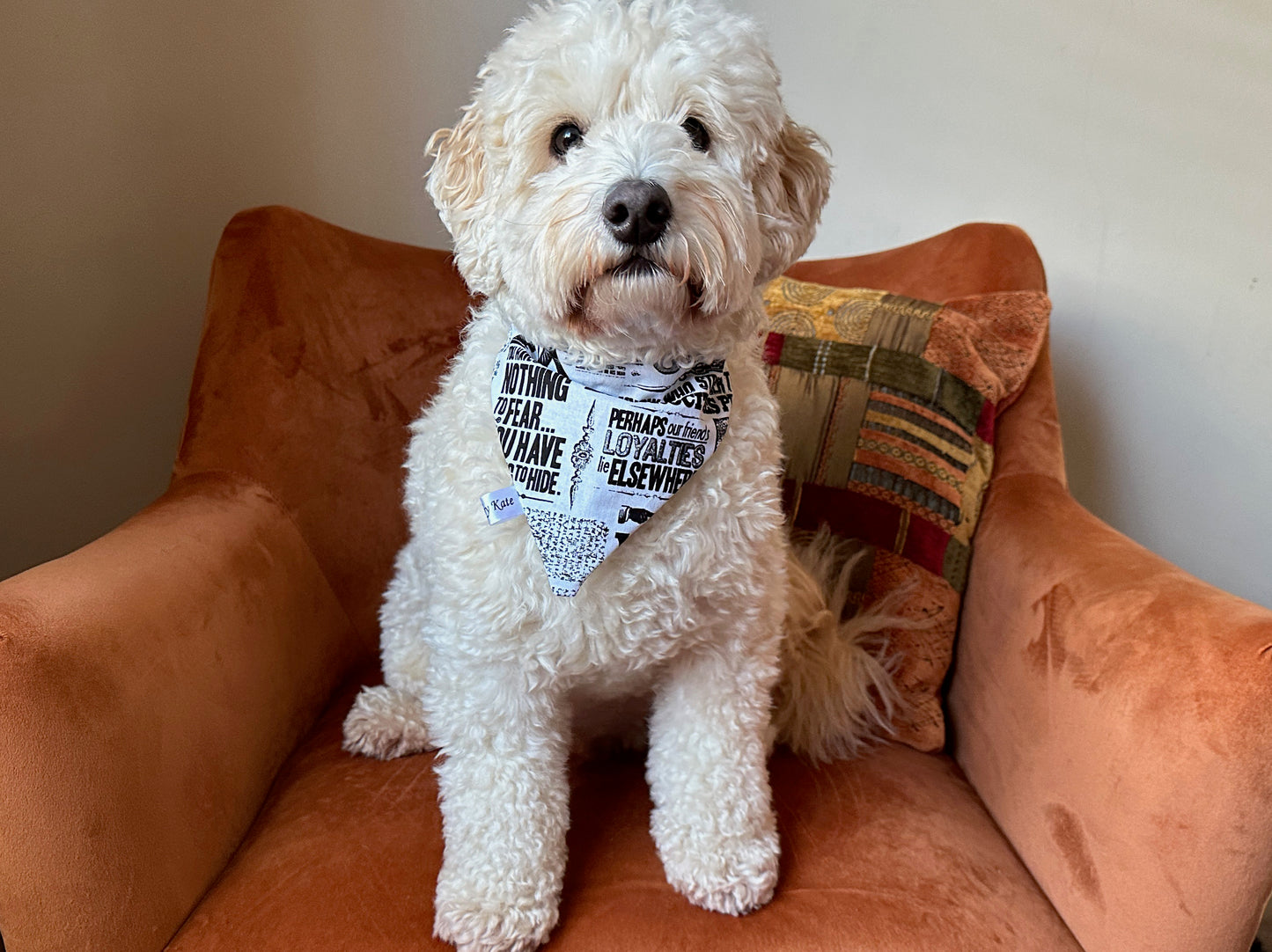 Cotton Pet Bandana with collar attachment - Daily Prophet