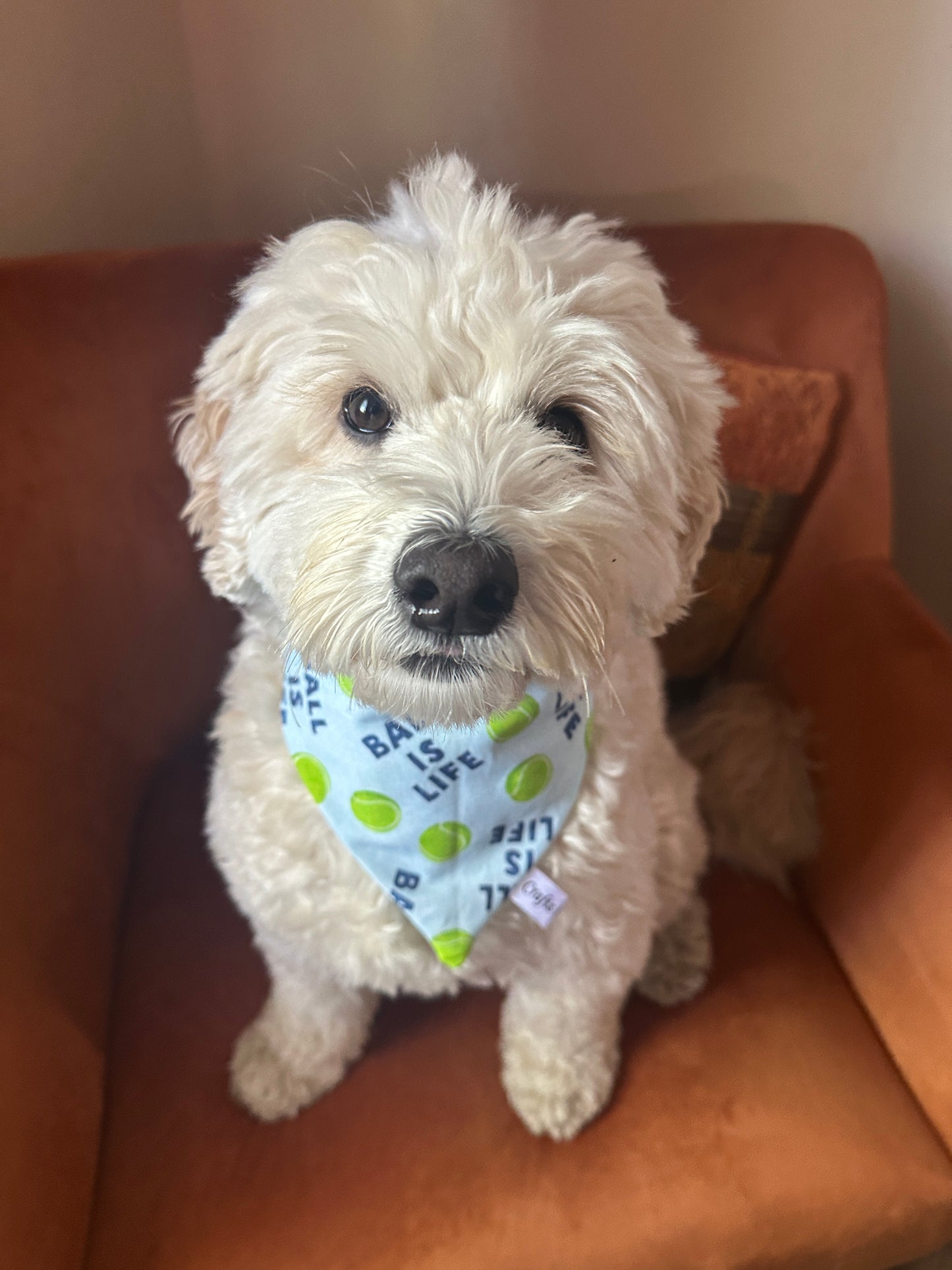 A fluffy white dog with curly fur sits on an orange chair, wearing the "Ball is Life - Arnie & Mac’s Goodies" blue bandana by Crafts by Kate, decorated with green tennis balls, and looks up at the camera sweetly.