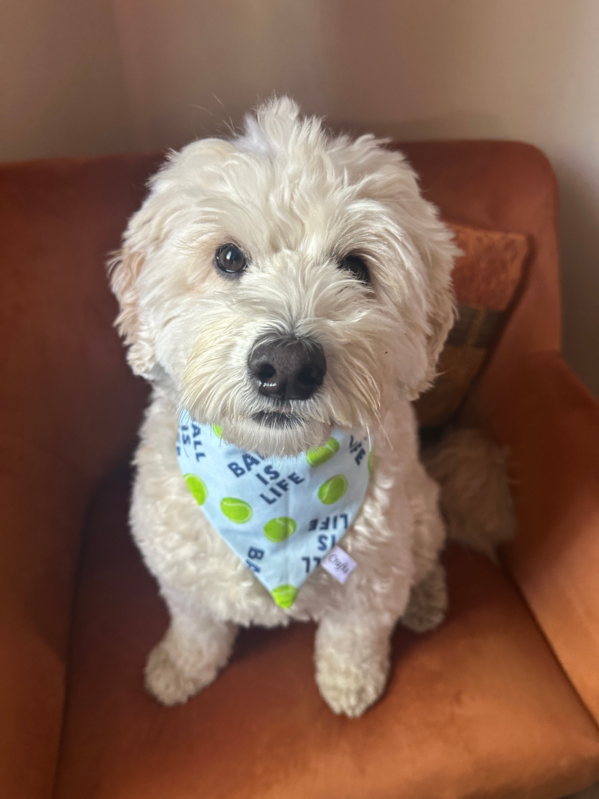 A fluffy white dog with curly fur sits on an orange chair, wearing the "Ball is Life - Arnie & Mac’s Goodies" blue bandana by Crafts by Kate, decorated with green tennis balls, and looks up at the camera sweetly.