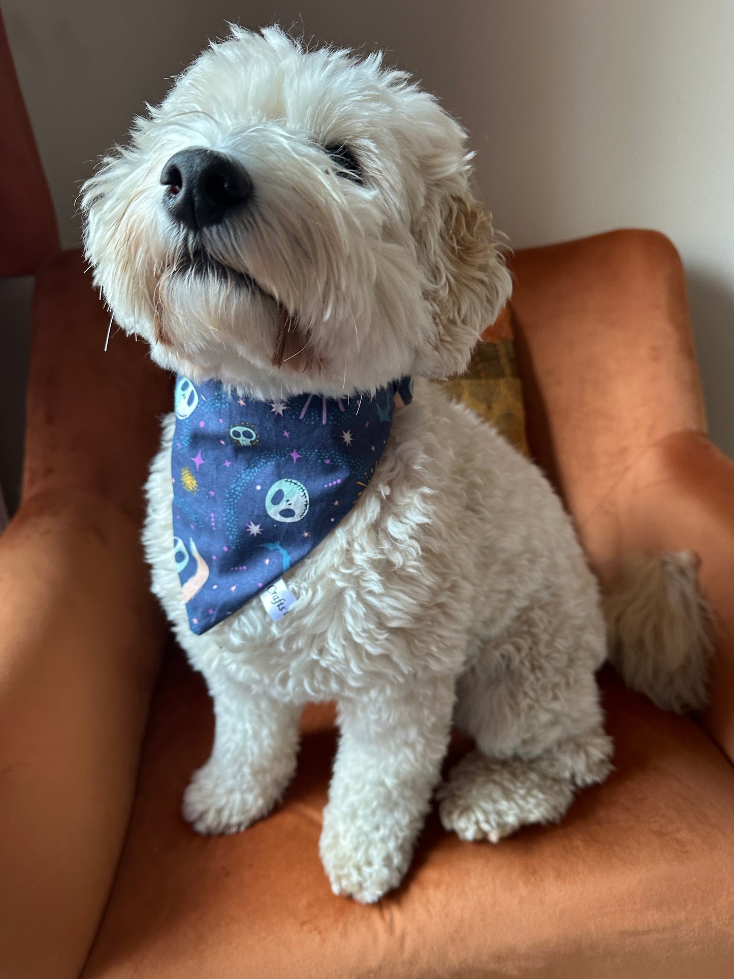 A fluffy white dog with curly fur sits on an orange chair, wearing a Cotton Pet Scrunchie Bandana featuring Jack Skeleton designs from Crafts by Kate. The dog looks happy and its head is slightly tilted upward, showcasing the stylish bandana perfectly.