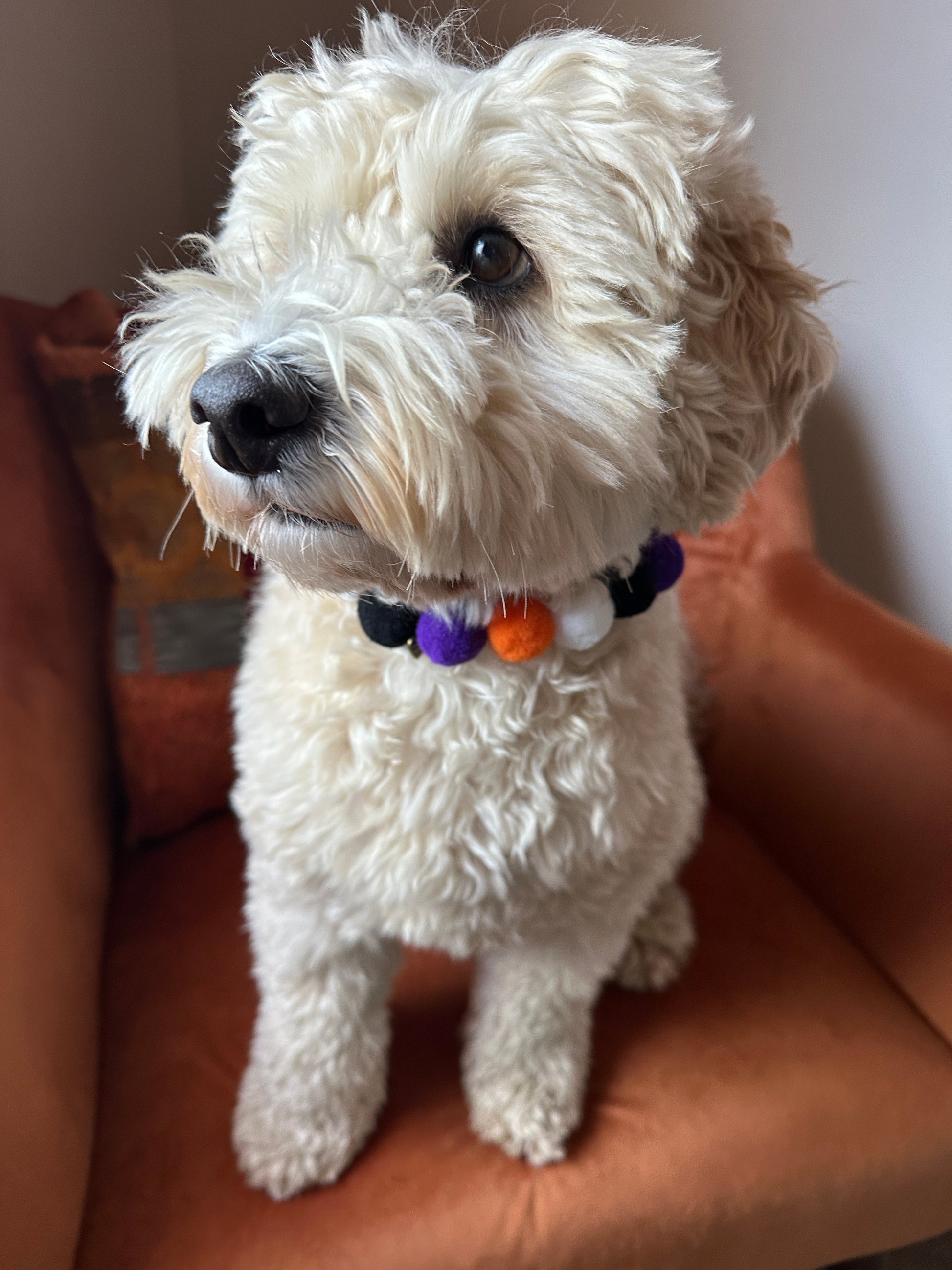 A small, curly-haired dog with light fur sits on an orange chair. The dog is wearing a Crafts by Kate PomPom Pet Collar - Halloween, which is adorned with white, purple, and orange pom-poms. It looks to the side with a curious expression while the background is slightly blurred.