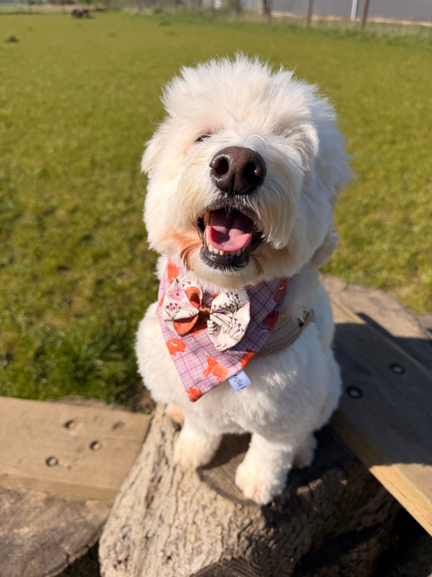 Cotton Pet Scrunchie Bandana with Bow - Highland Cow
