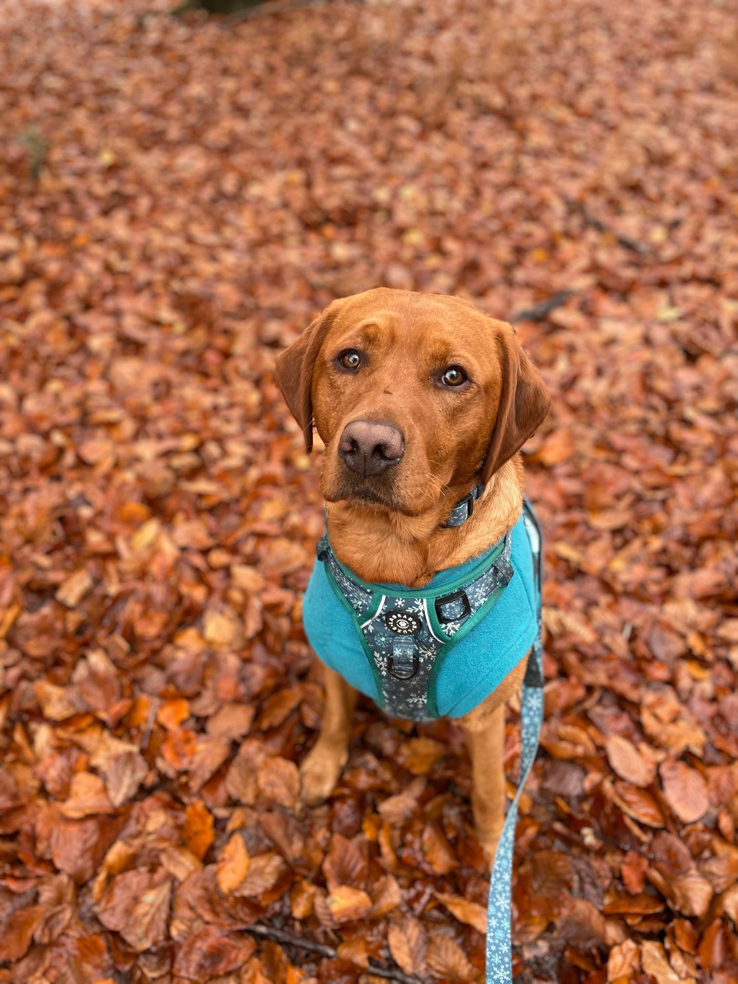 Monty - Explorer Harness