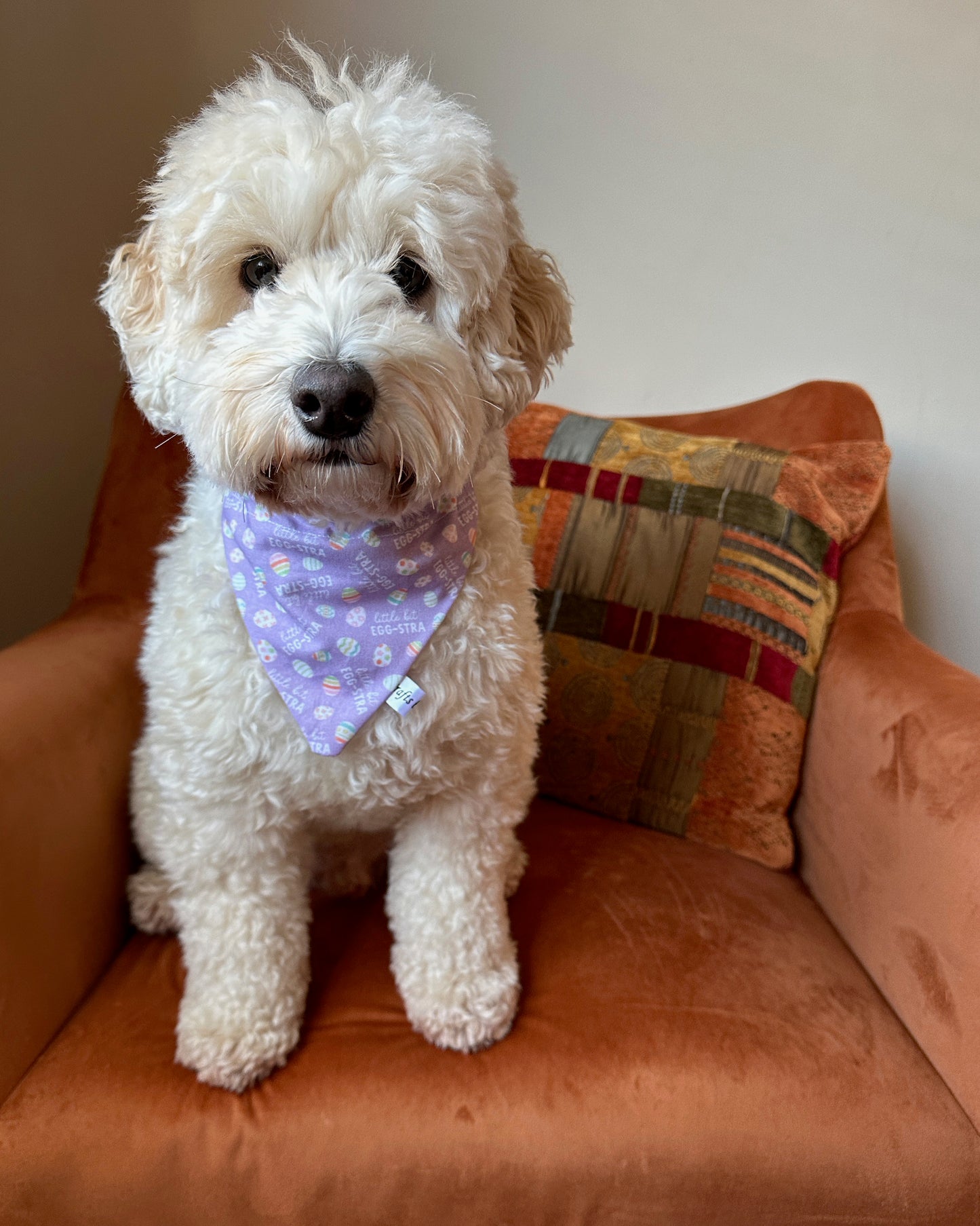 A fluffy white dog with curly fur sits on an orange armchair, donning the Crafts by Kate Cotton Pet Bandana with collar attachment - Egg-stra, featuring a pattern of tiny flowers and paw prints. Behind the dog is a multi-colored, patterned cushion against a cream-colored wall.