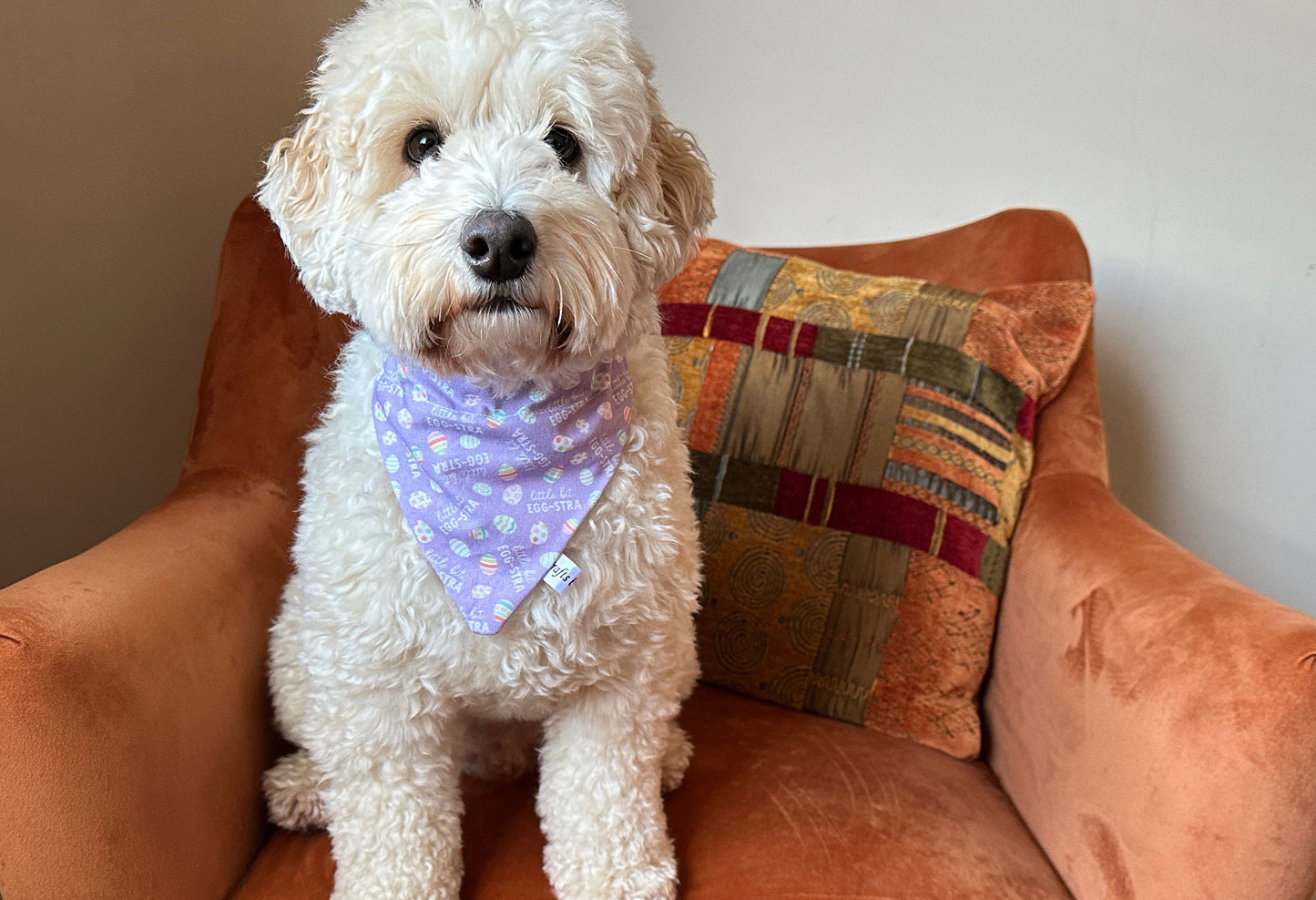 A fluffy white dog sits on an orange armchair, sporting a light purple handcrafted Cotton Pet Bandana with collar attachment - Egg-stra by Crafts by Kate. The bandana features small patterns and the dog looks directly at the camera, exuding charm. Behind it rests a decorative pillow boasting a multicolored geometric design.