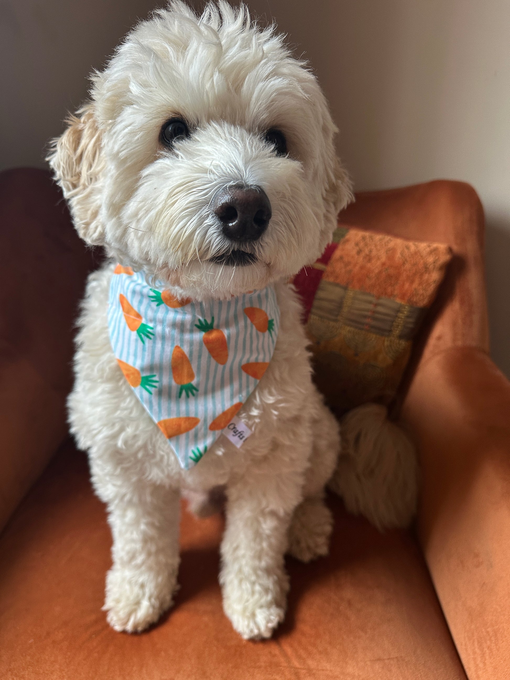 A fluffy white dog wearing a Crafts by Kate Cotton Pet Bandana with collar attachment - Striped Carrots sits on an orange chair, the carrot design adding charm as it gazes into the camera with perked-up ears.