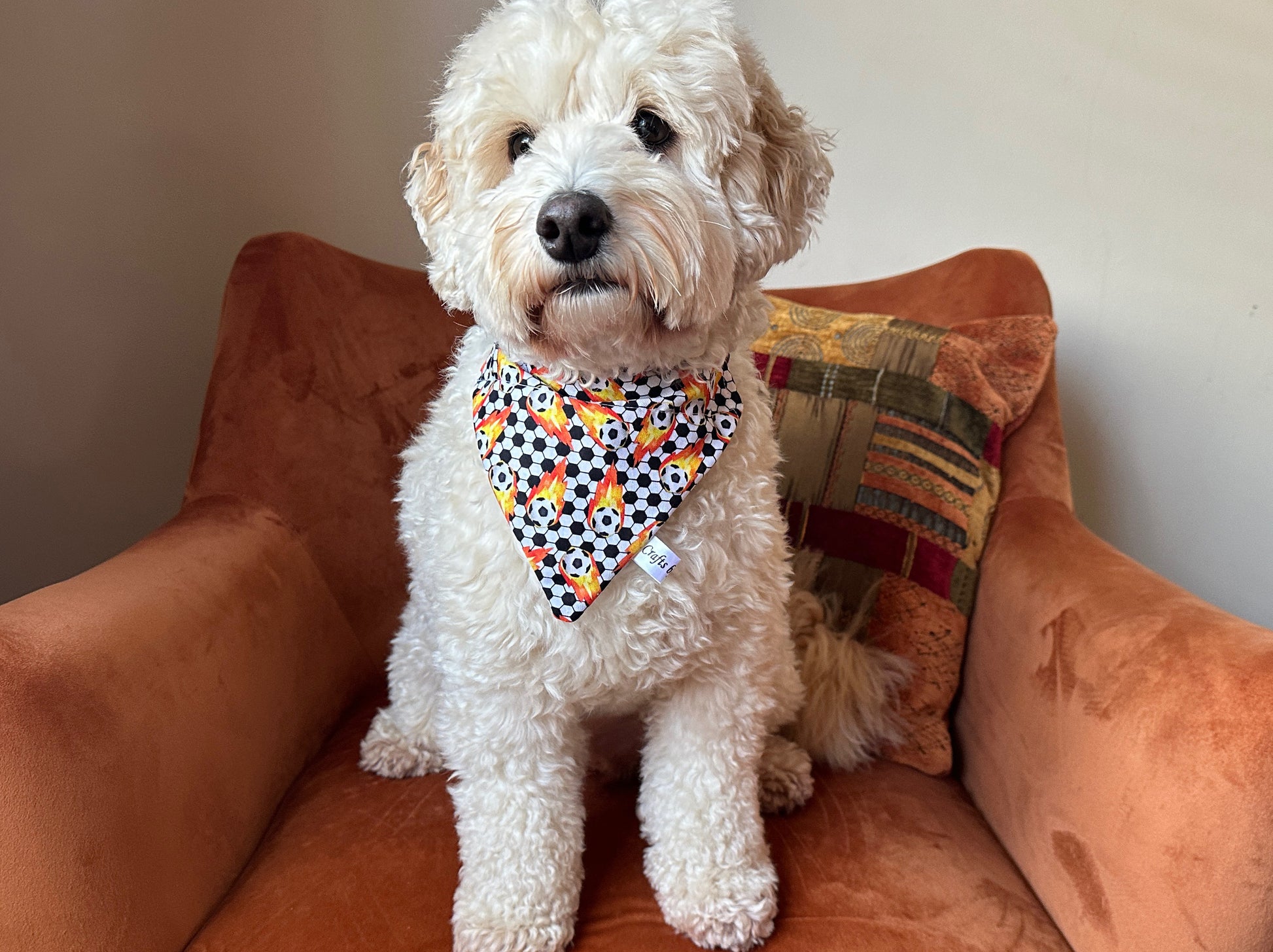 A fluffy white dog wearing a Crafts by Kate Cotton Pet Bandana with collar attachment in a Football Fan design sits on an orange chair. The background includes a multicolored decorative pillow. Handcrafted for comfort, the dog looks content and is facing the camera.