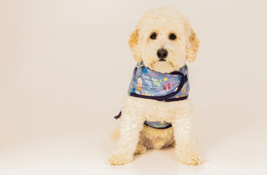 A fluffy, cream-colored dog wearing the Space Adventure Pet Raincoat by Crafts by Kate and a blue bandana with a colorful pattern sits calmly against a white background, looking directly at the camera.