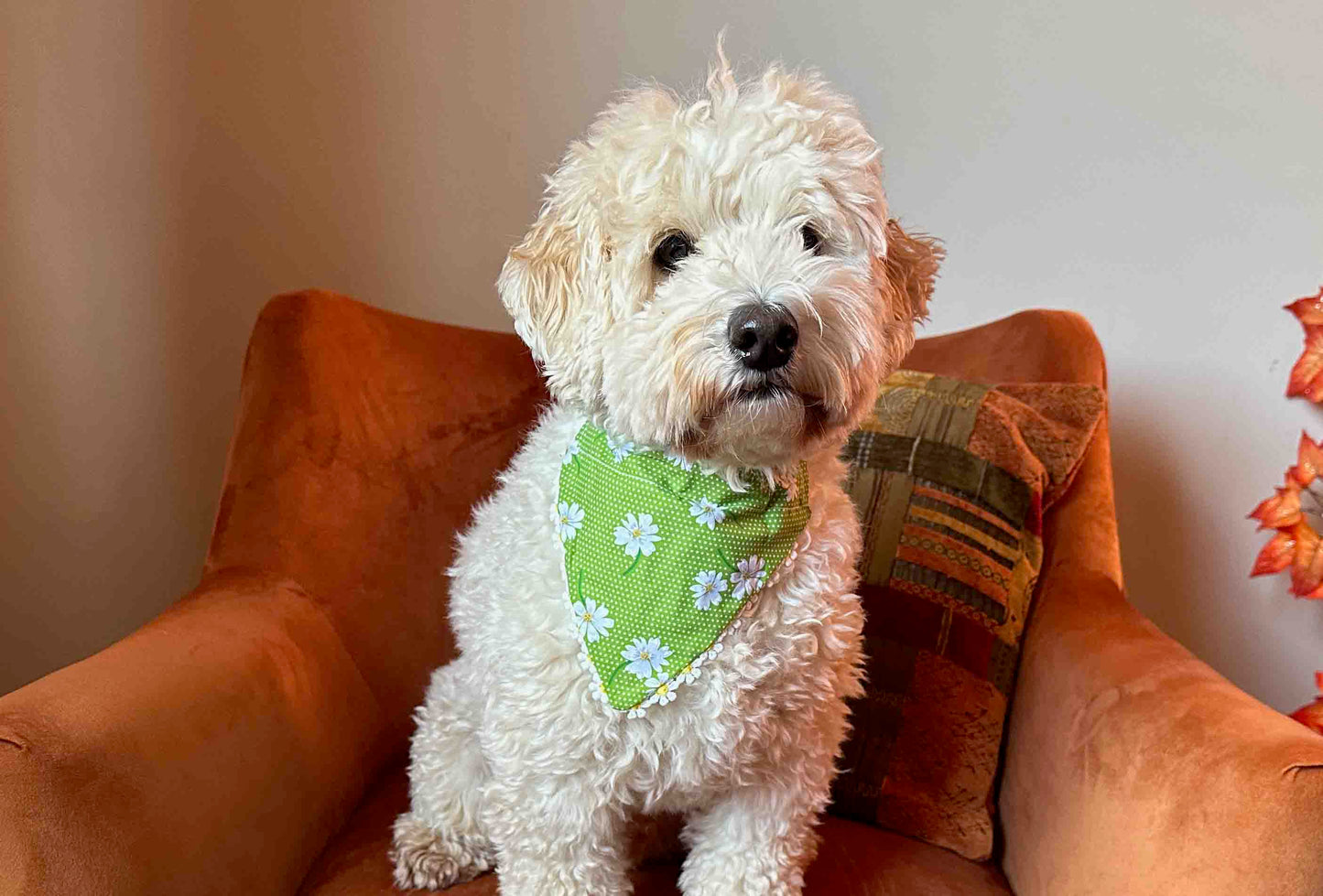 A small, fluffy white dog with curly fur sits on an orange armchair. The dog is wearing a Crafts by Kate Cotton Pet Bandana with collar attachment in green daisies print fabric. A decorative pillow and a few autumn leaves are visible in the background.