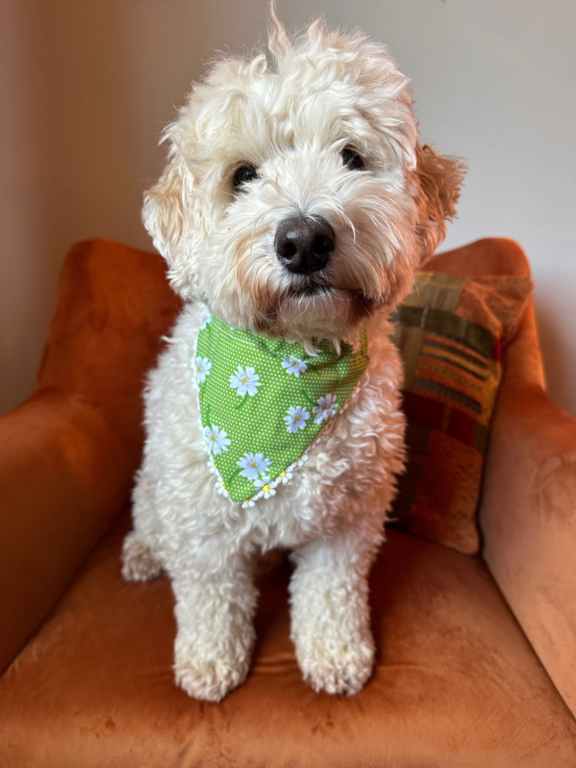 A white fluffy dog with curly fur sits on an orange armchair, wearing a Crafts by Kate Cotton Pet Bandana with collar attachment - Green Daisies. The background includes a cushion with a striped pattern and a plain wall. The gentle pup gazes directly at the camera with a calm expression, its collar attachment peeking out subtly.