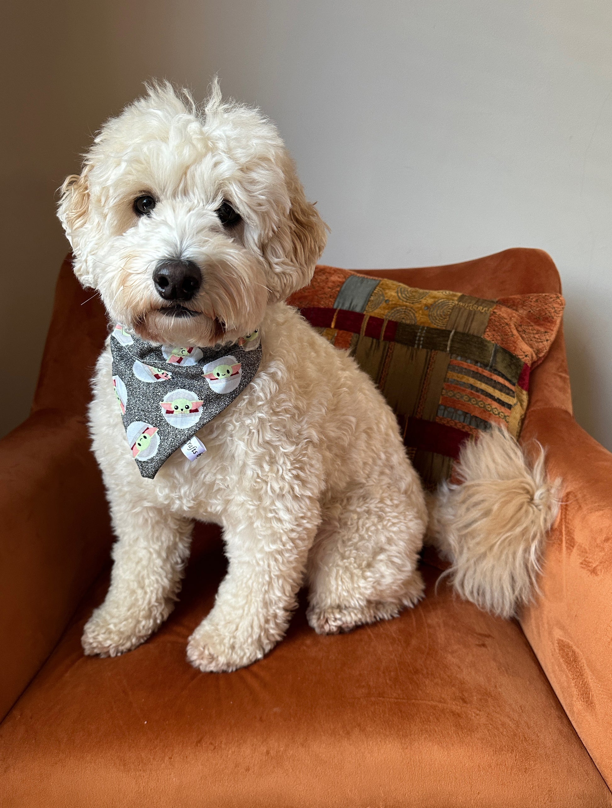 A fluffy white dog sits on an orange armchair, wearing a festive gray Cotton Pet Bandana with collar attachment featuring Star Wars Grogu by Crafts by Kate. A colorful pillow is placed behind the dog, adding to the cozy scene.