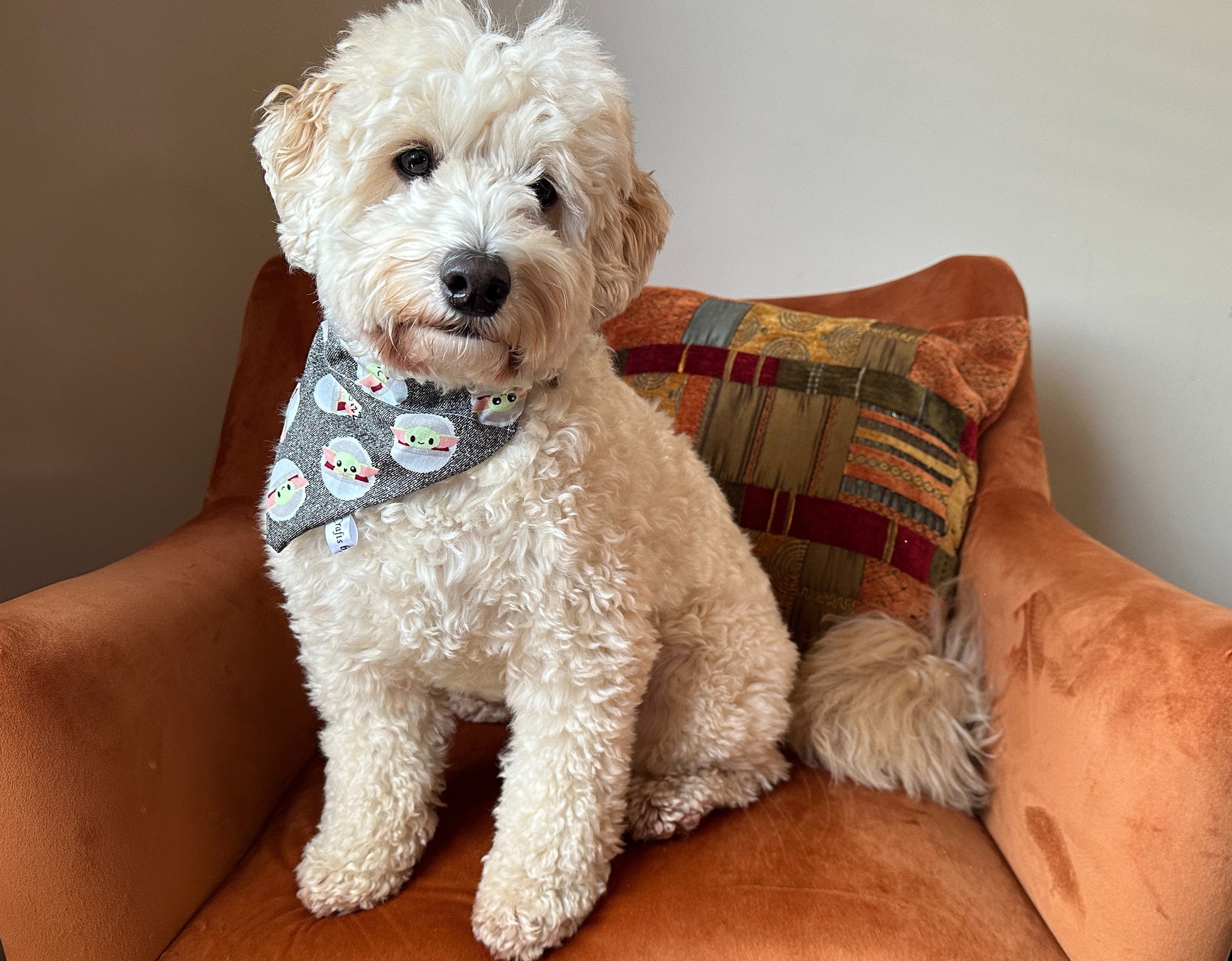 A fluffy white dog comfortably sits on an orange armchair with a colorful pillow, proudly wearing Crafts by Kate's Cotton Pet Bandana, which features a festive Star Wars Grogu design. The simple wall background accentuates the dog's charming presence.