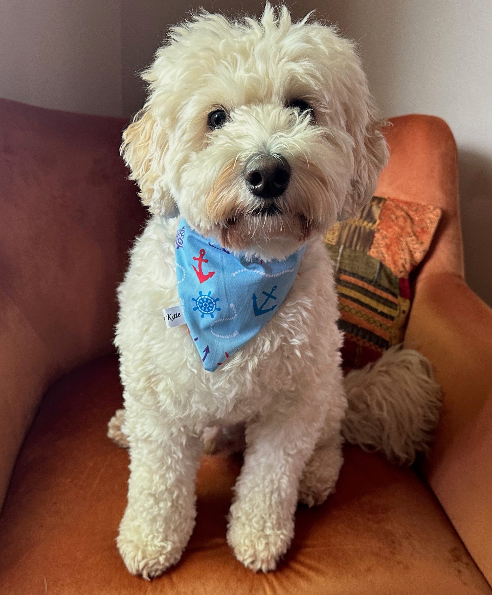 A white, fluffy dog is sitting on a burnt orange armchair, adorned with a Cotton Pet Scrunchie Bandana - Sailor Print from Crafts by Kate, featuring light blue fabric with nautical patterns like anchors and ship wheels. The dog's dark eyes and nose stand out against its fur, and a small cushion can be seen behind it.