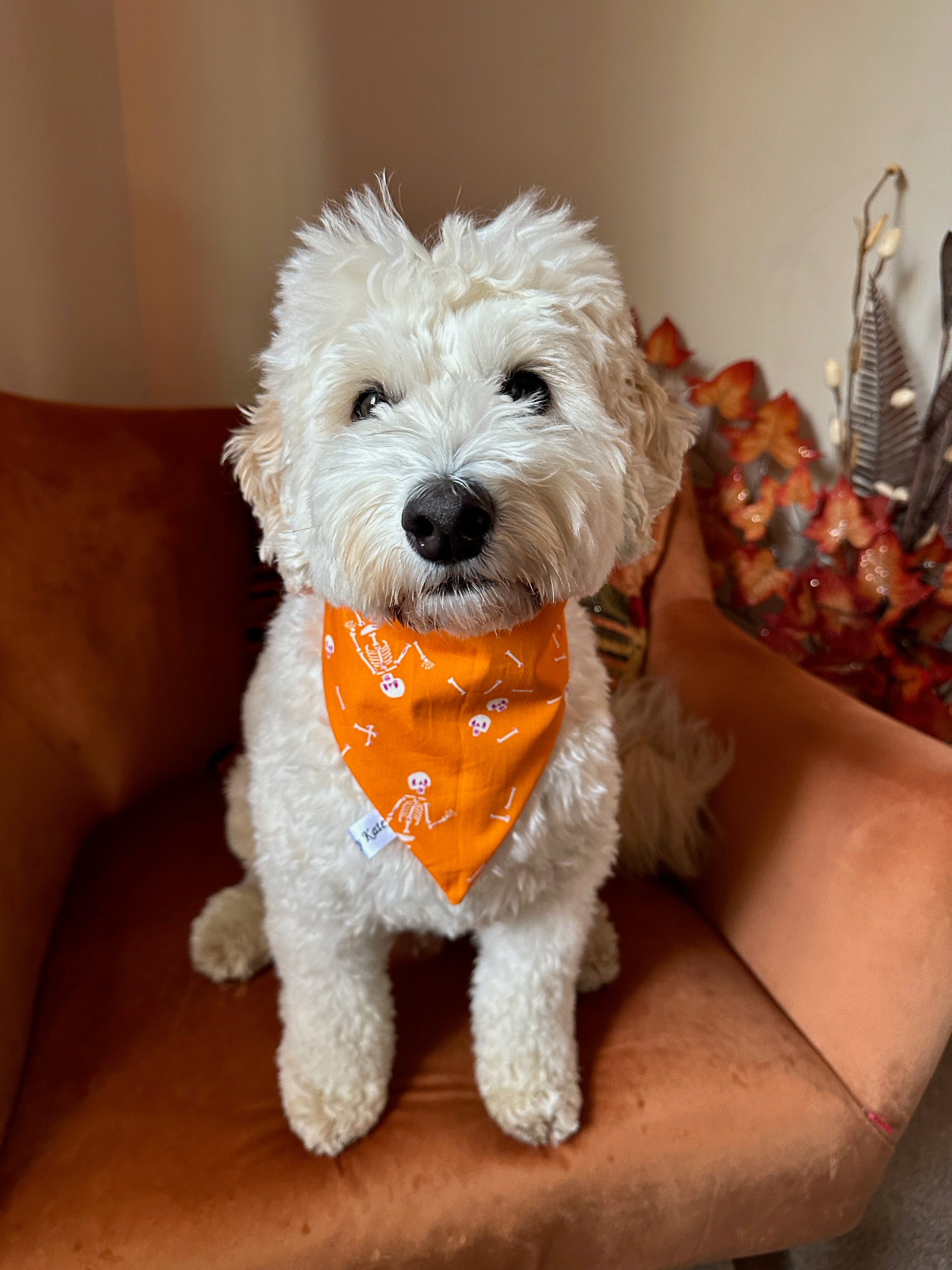 A fluffy white dog wearing a handcrafted Crafts by Kate cotton pet scrunchie bandana featuring dancing skeletons patterns sits on a rust-colored chair. In the background, autumn leaves and decor enhance the cozy scene. The dog gazes calmly at the camera, exuding tranquility amidst the seasonal display.