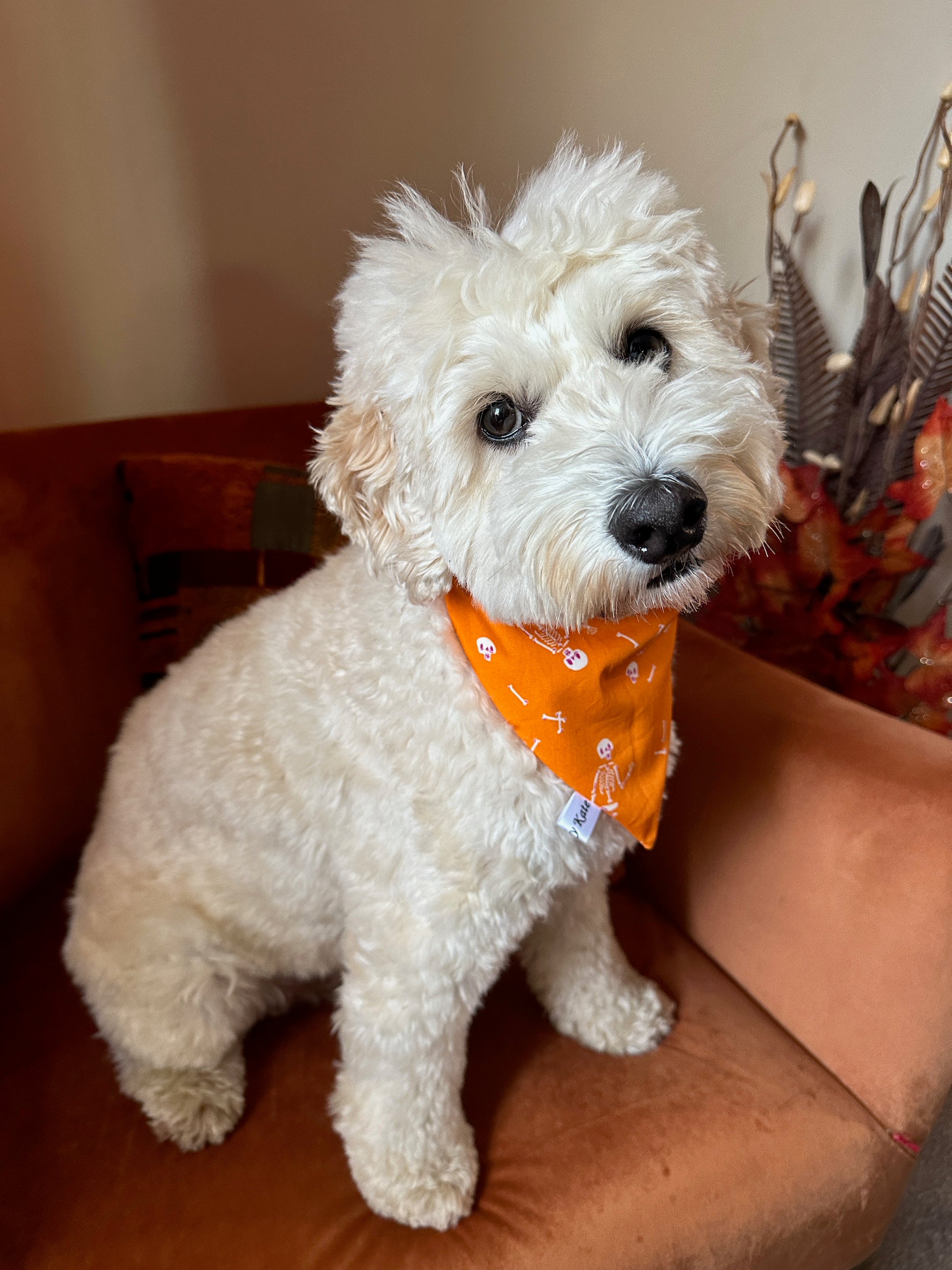 A fluffy white dog wearing a handcrafted "Dancing Skeletons" cotton pet scrunchie bandana from Crafts by Kate sits on a brown chair. The dog has a curious expression and tilts its head slightly, while decorative plants in the background add charm to the scene.