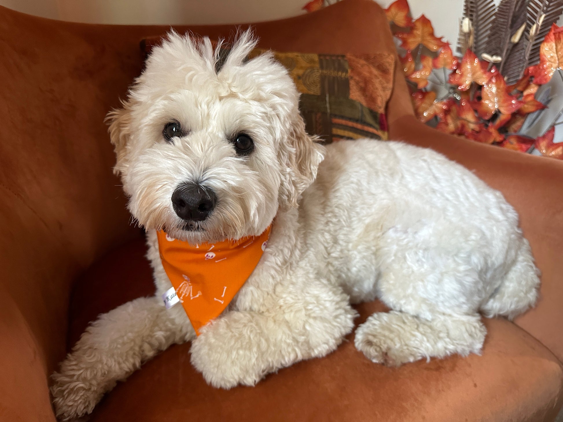 A fluffy white dog is lounging on a brown chair, sporting an orange Crafts by Kate Cotton Pet Scrunchie Bandana with a Dancing Skeletons design. In the background, you can see autumn leaves and a patterned pillow with similar dancing skeletons fabric.