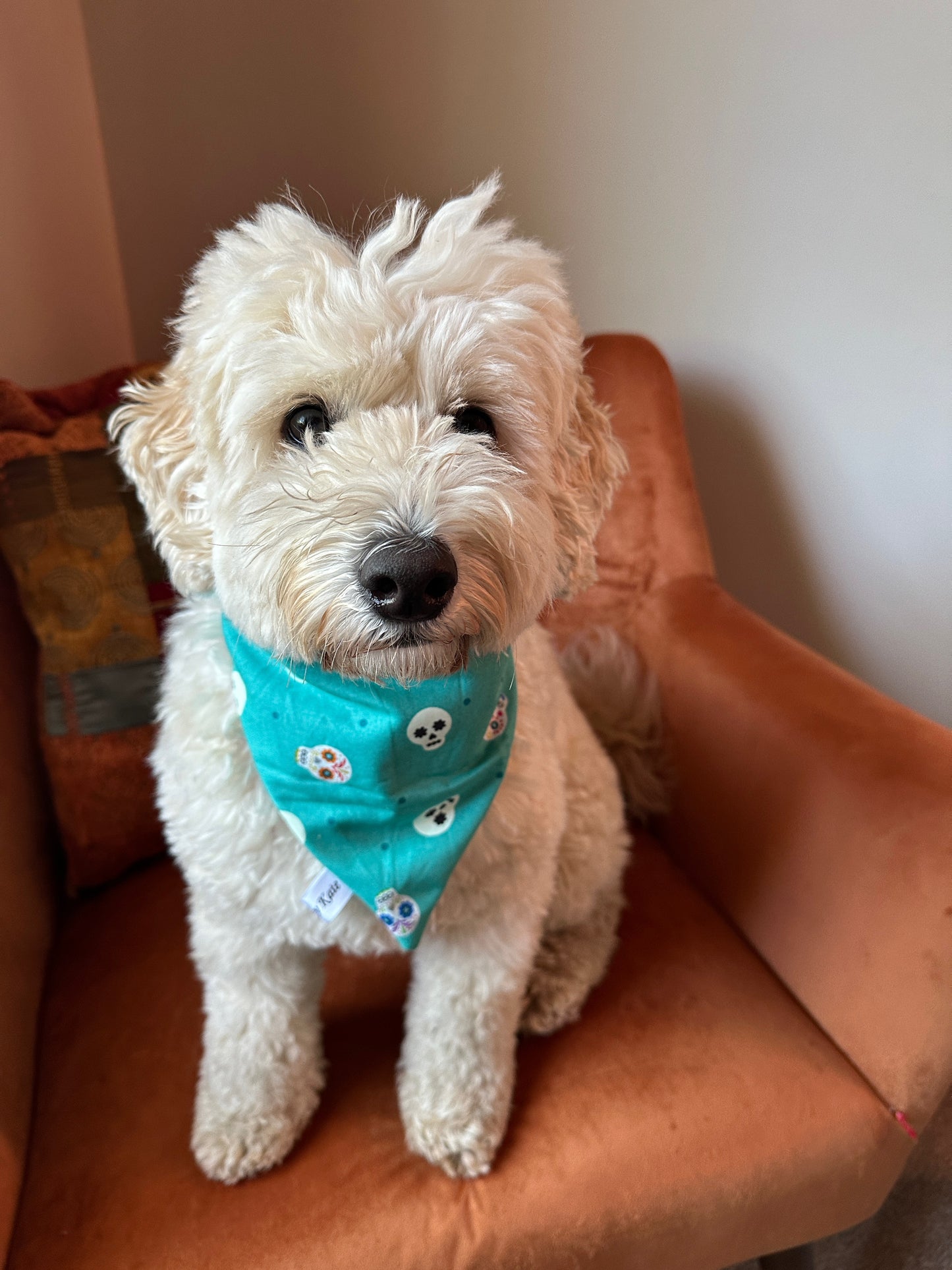 A fluffy white dog is sitting on an orange armchair, sporting a Crafts by Kate Cotton Pet Scrunchie Bandana with a pattern of glow-in-the-dark skeletons. Its ears are slightly perked, and it looks directly at the camera with a calm expression.