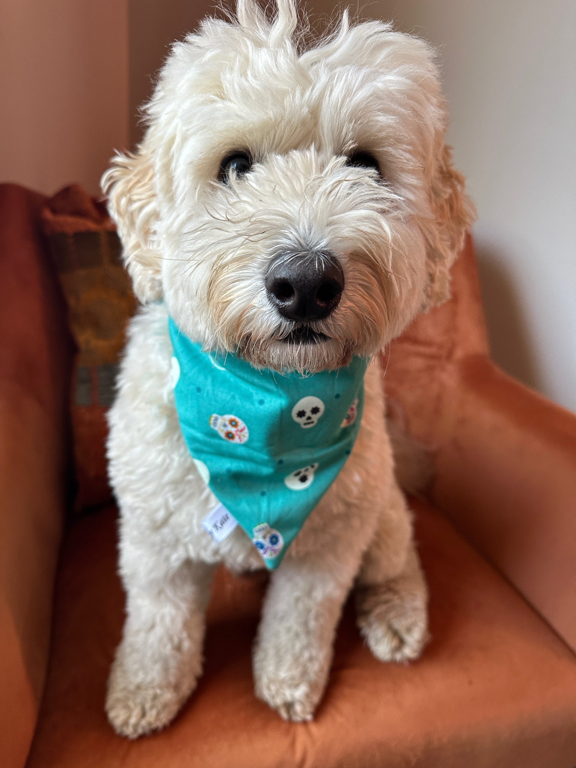 A fluffy white dog with curly fur sits on an orange chair. The dog is wearing a teal Cotton Pet Scrunchie Bandana adorned with glow-in-the-dark skeletons, made by Crafts by Kate, evoking a festive vibe. The background features a pillow with a patchwork pattern, adding a cozy touch to the scene.