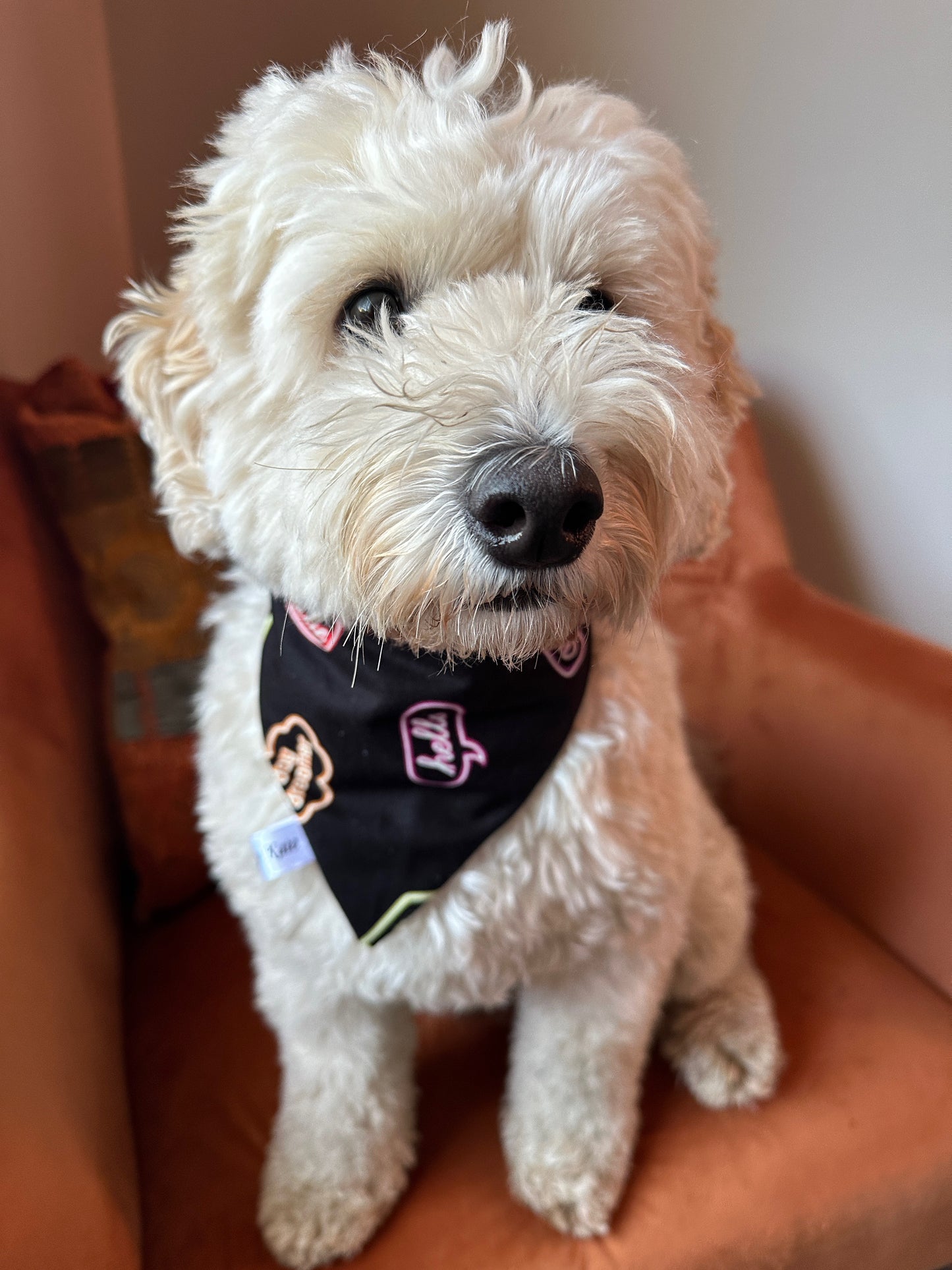 Cotton Pet Scrunchie Bandana - Glow in the Dark Signs