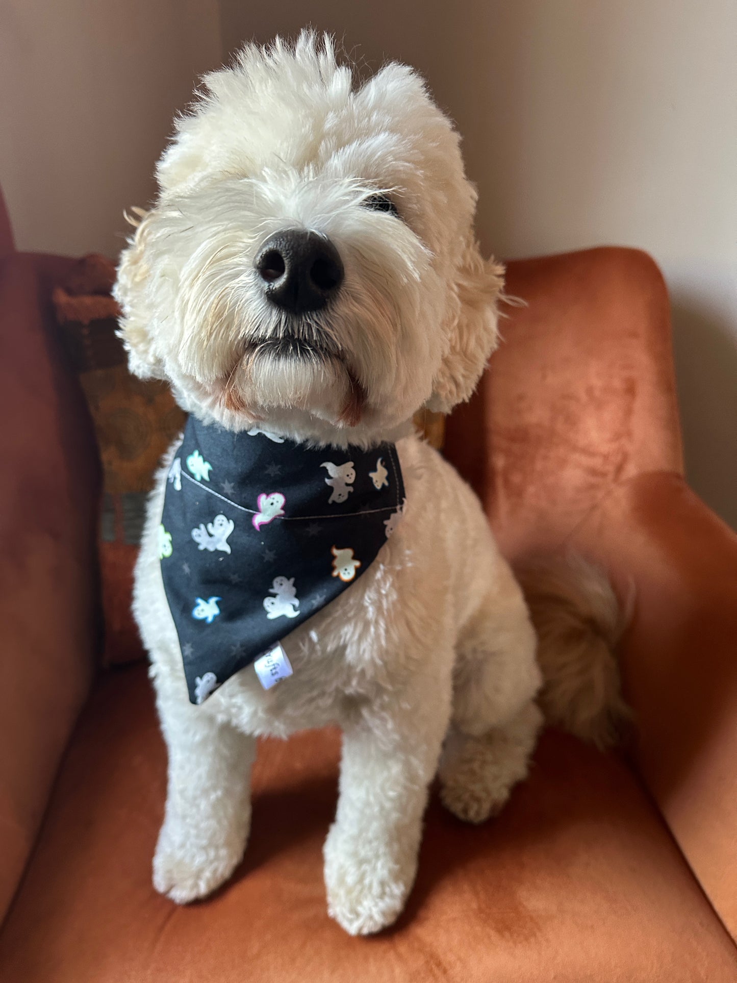 Cotton Pet Bandana with collar attachment - Glow in the Dark Ghosts