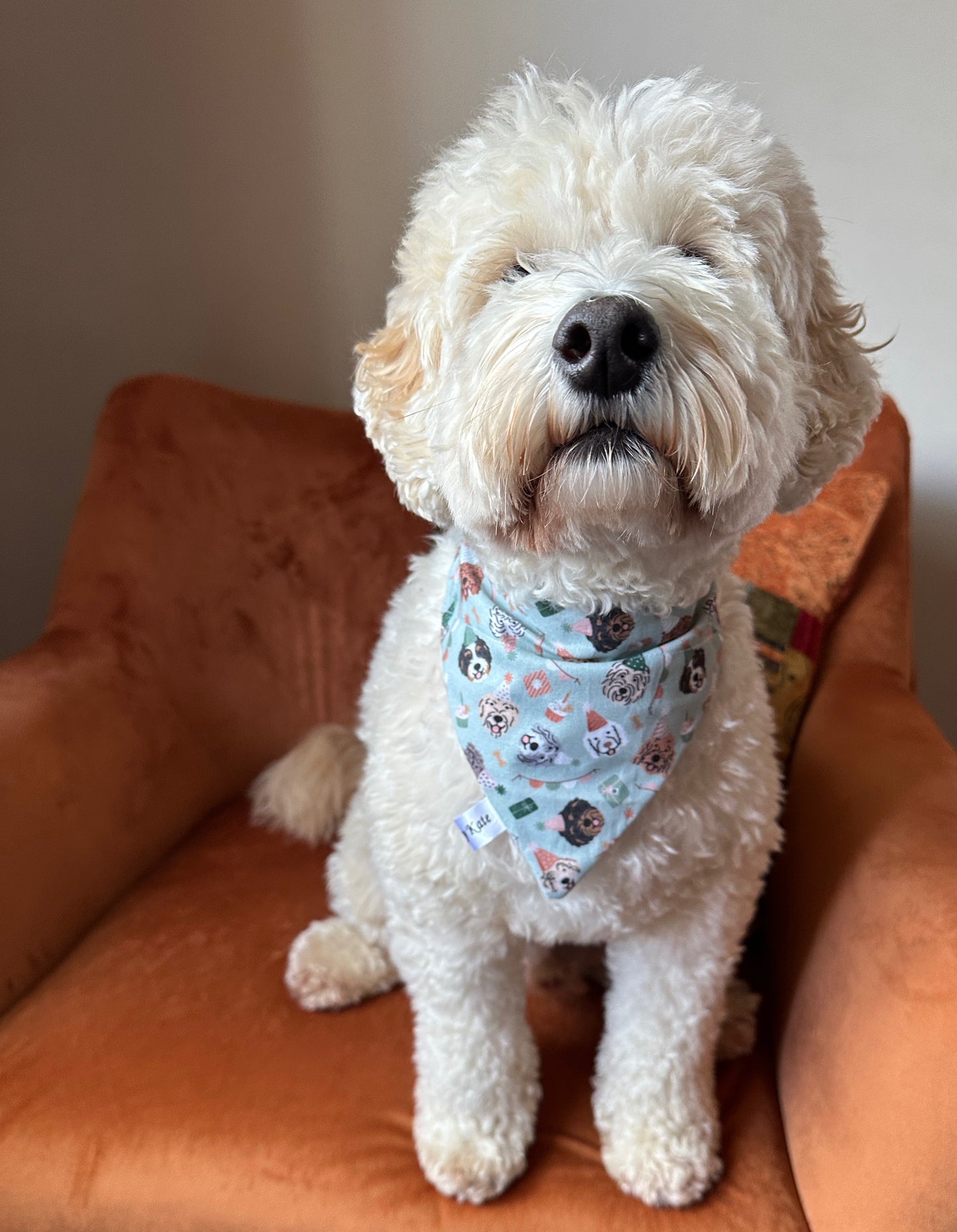 Cotton Pet Bandana with collar attachment - Doodle Party