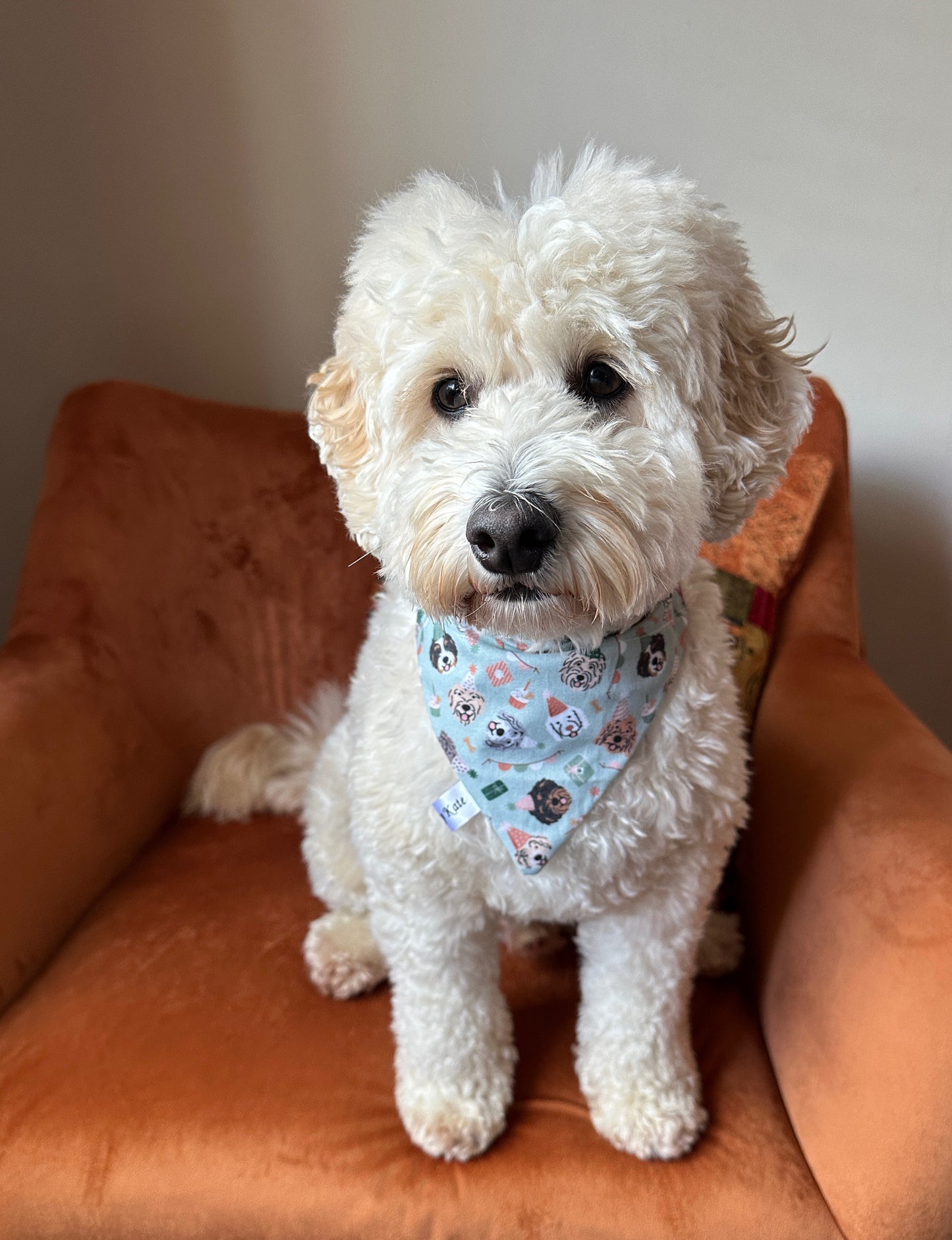 Cotton Pet Bandana with collar attachment - Doodle Party