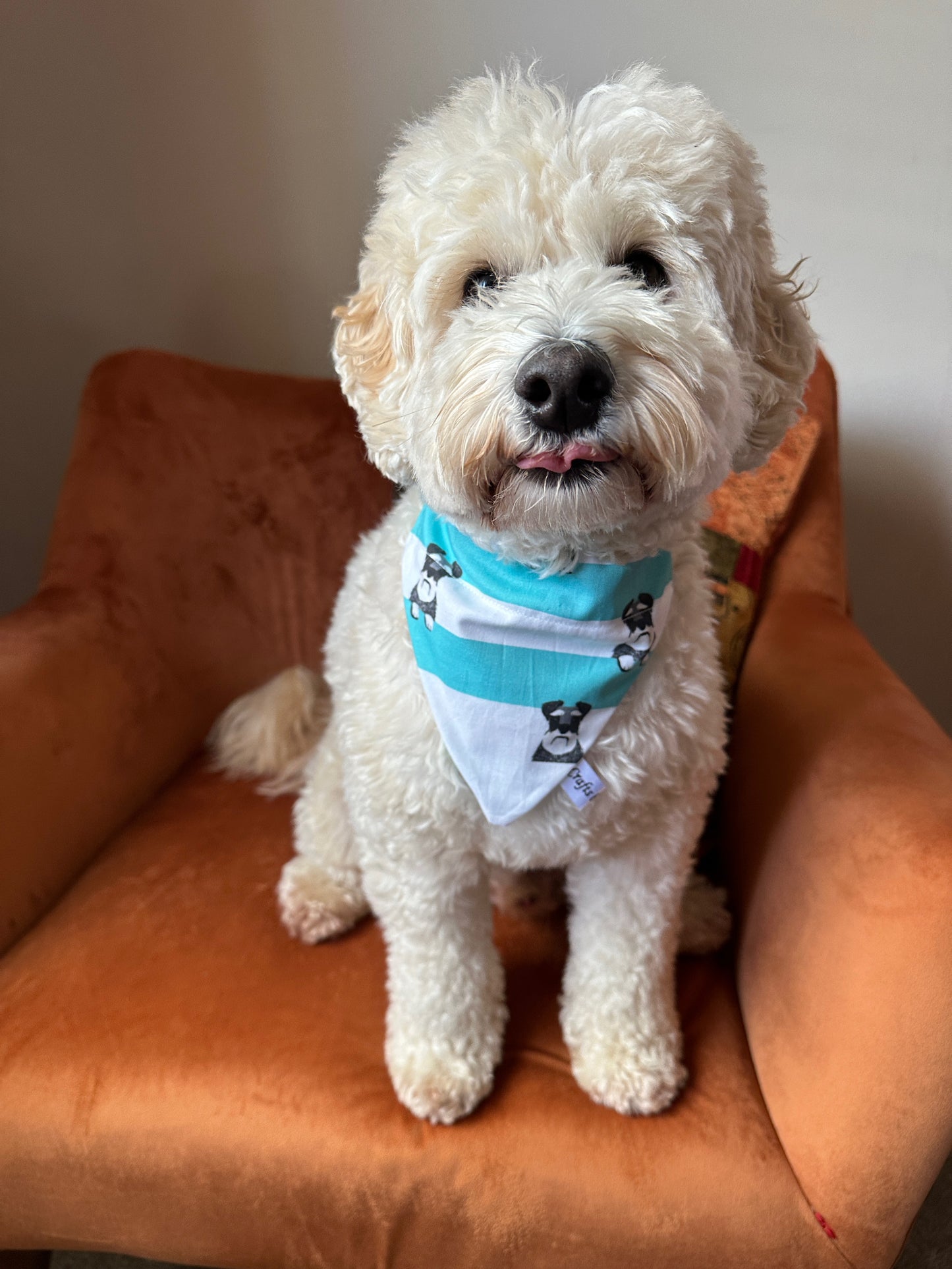 Cotton Pet Bandana with collar attachment - Striped Schnauzers