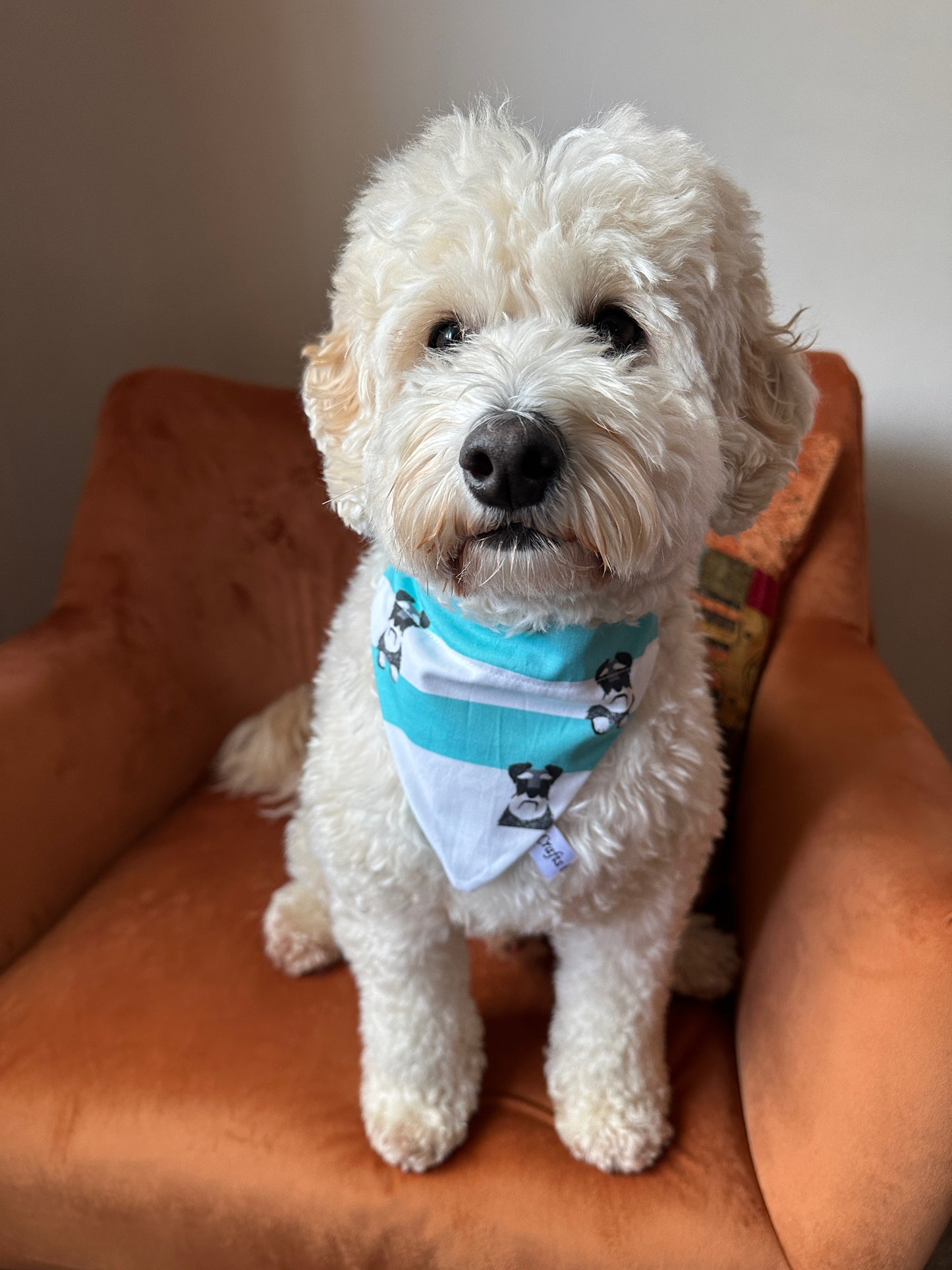 Cotton Pet Bandana with collar attachment - Striped Schnauzers