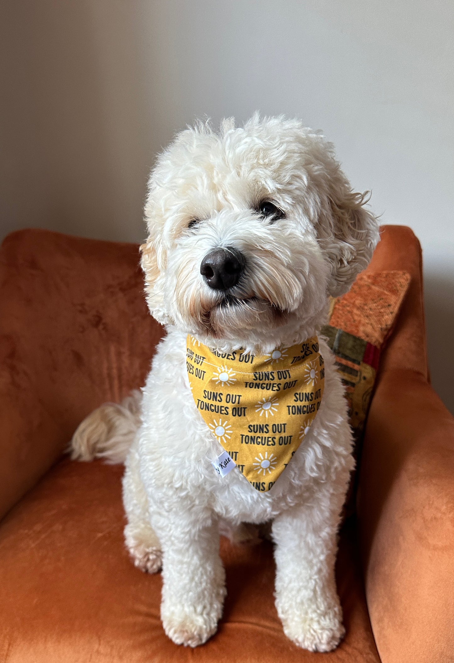 Cotton Pet Bandana with collar attachment - Suns Out Tongues Out