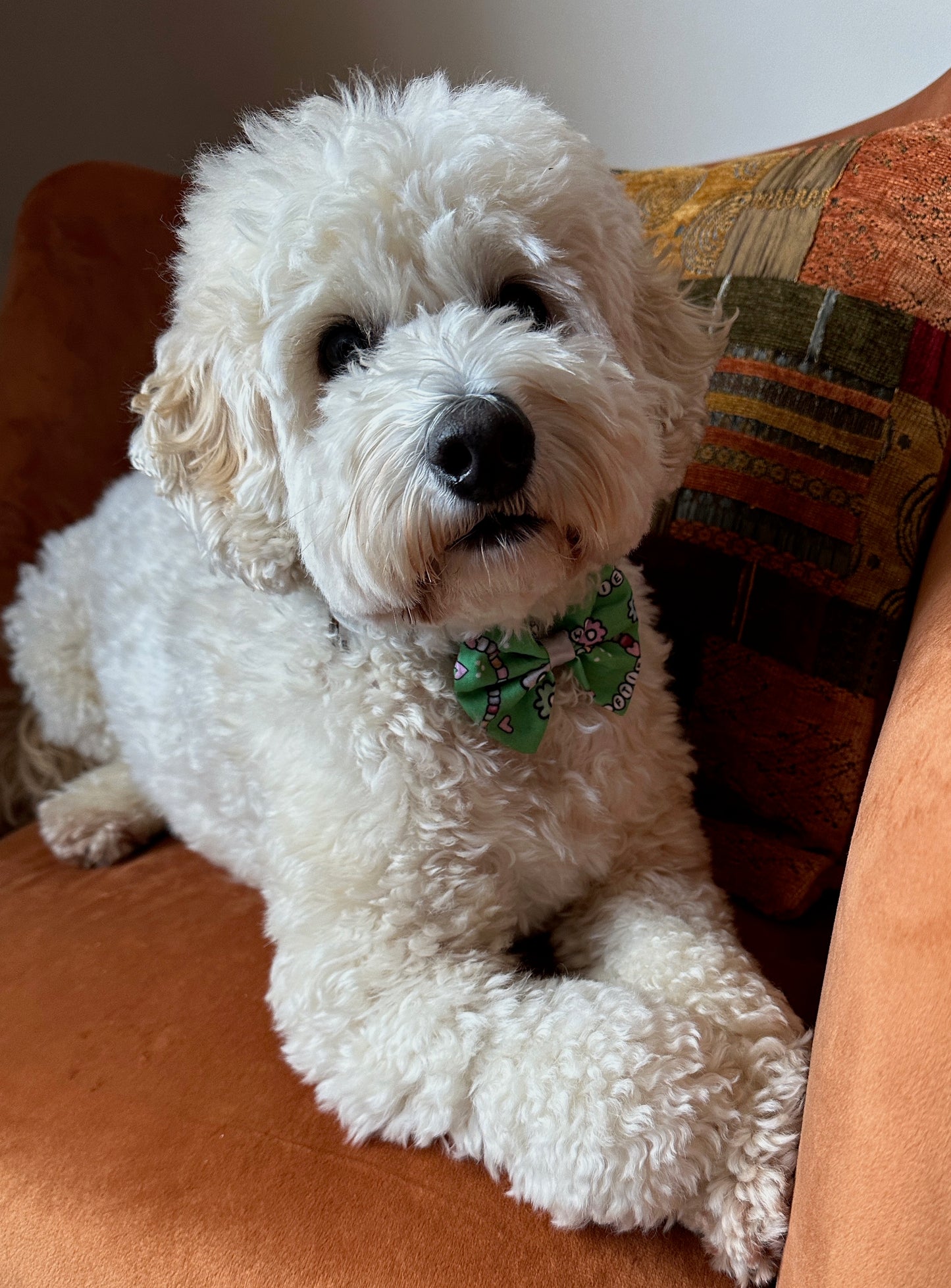 Cotton Pet Bow with collar attachment - Swiftie Friendship Bracelet