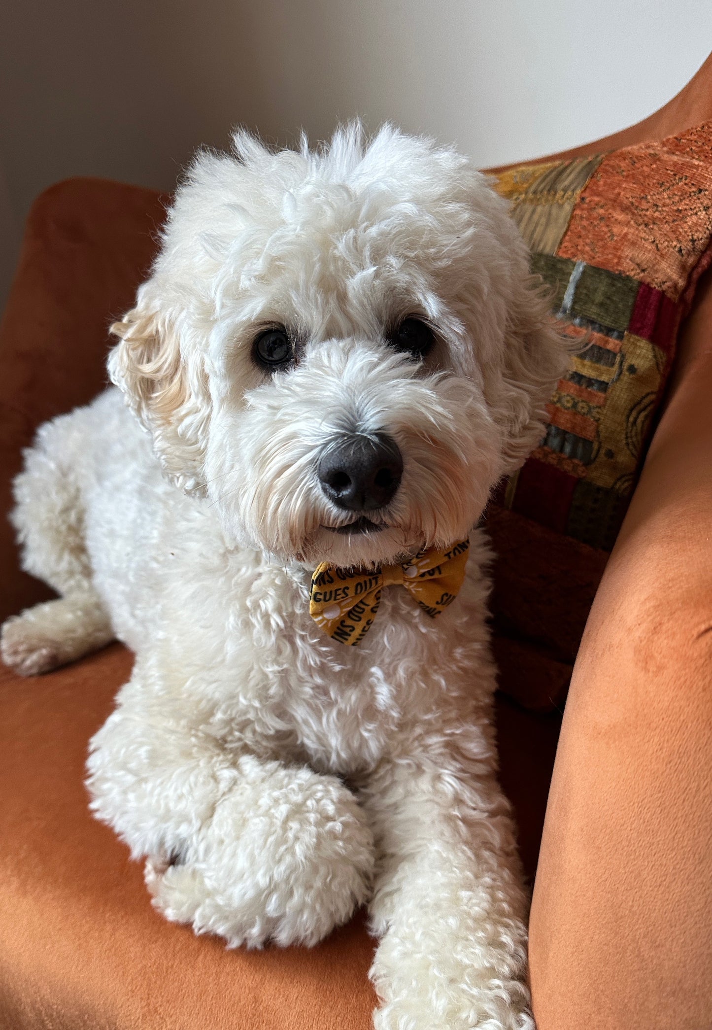 Cotton Pet Bow with collar attachment - Suns Out Tongues Out